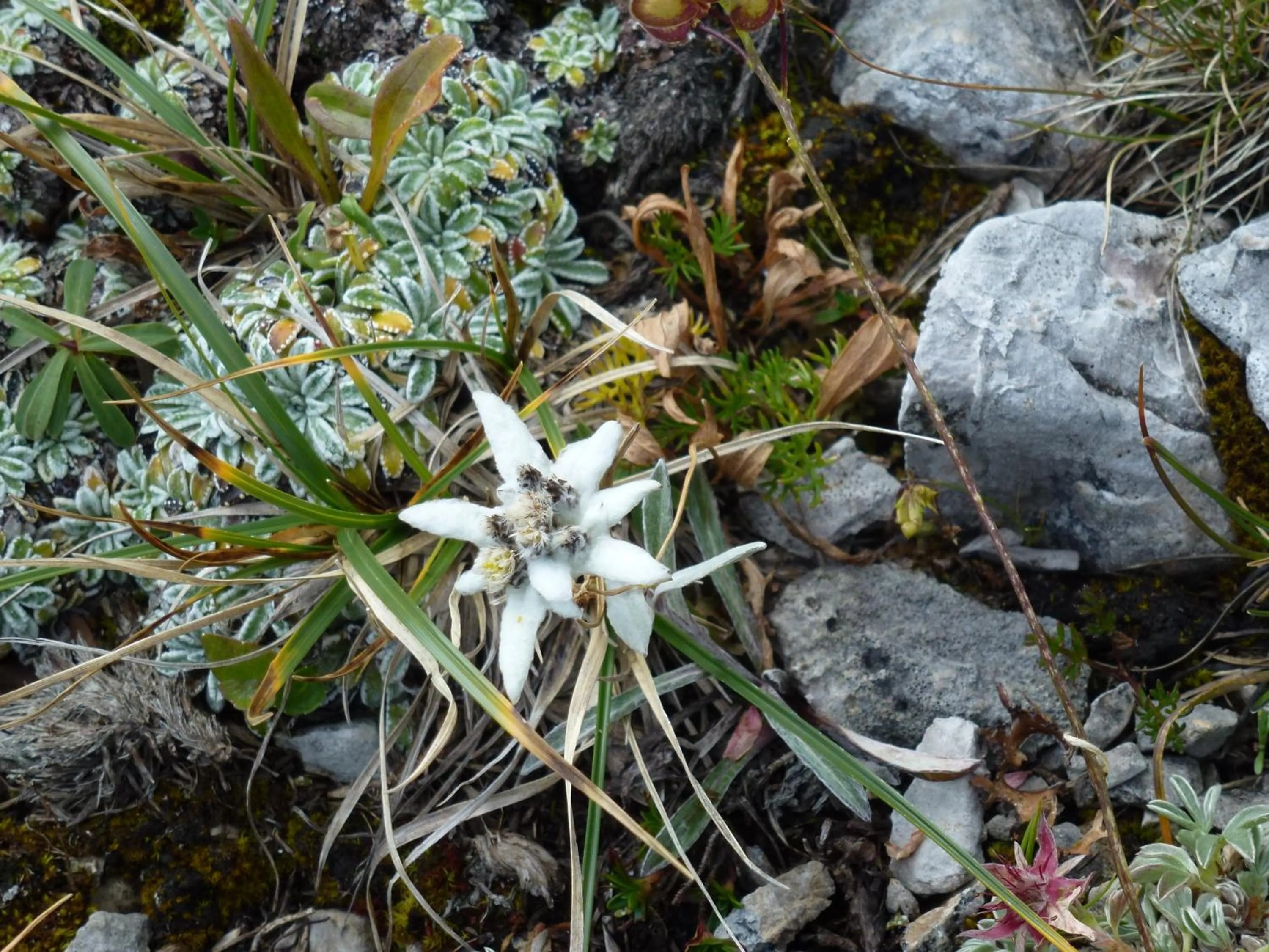 Other in Hotel Laurino