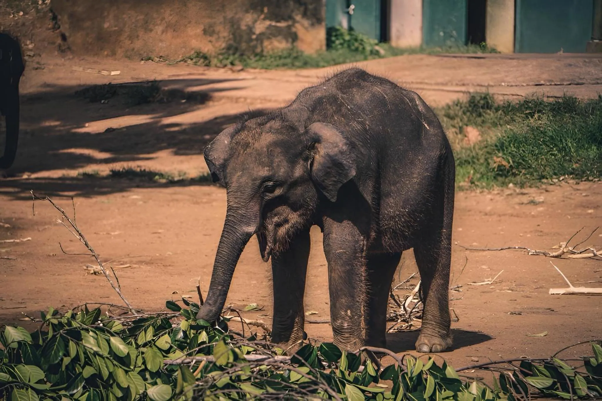 Animals in Little Ele Safari Lodge