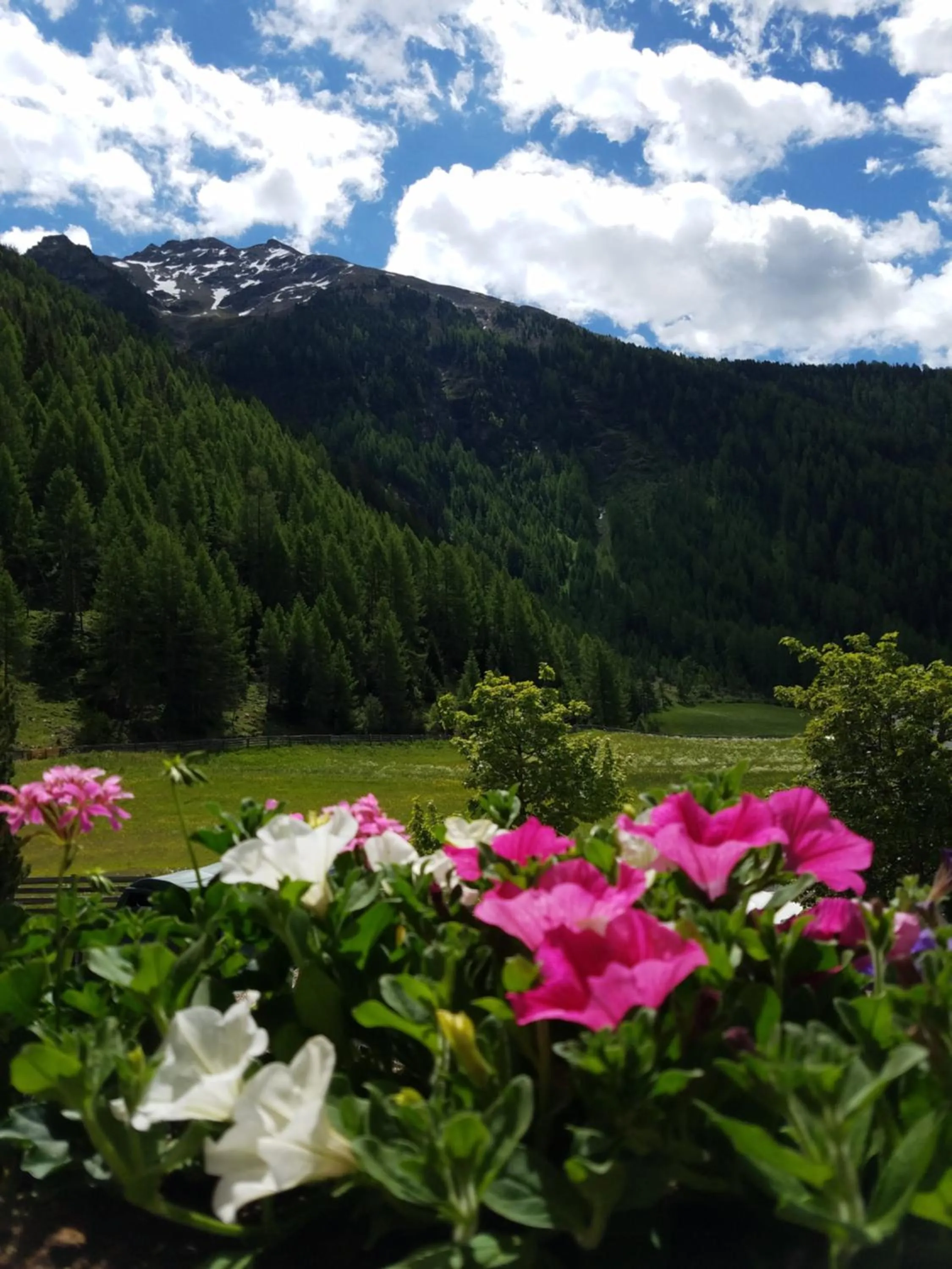 View (from property/room) in Alpin Appart Reiterhof