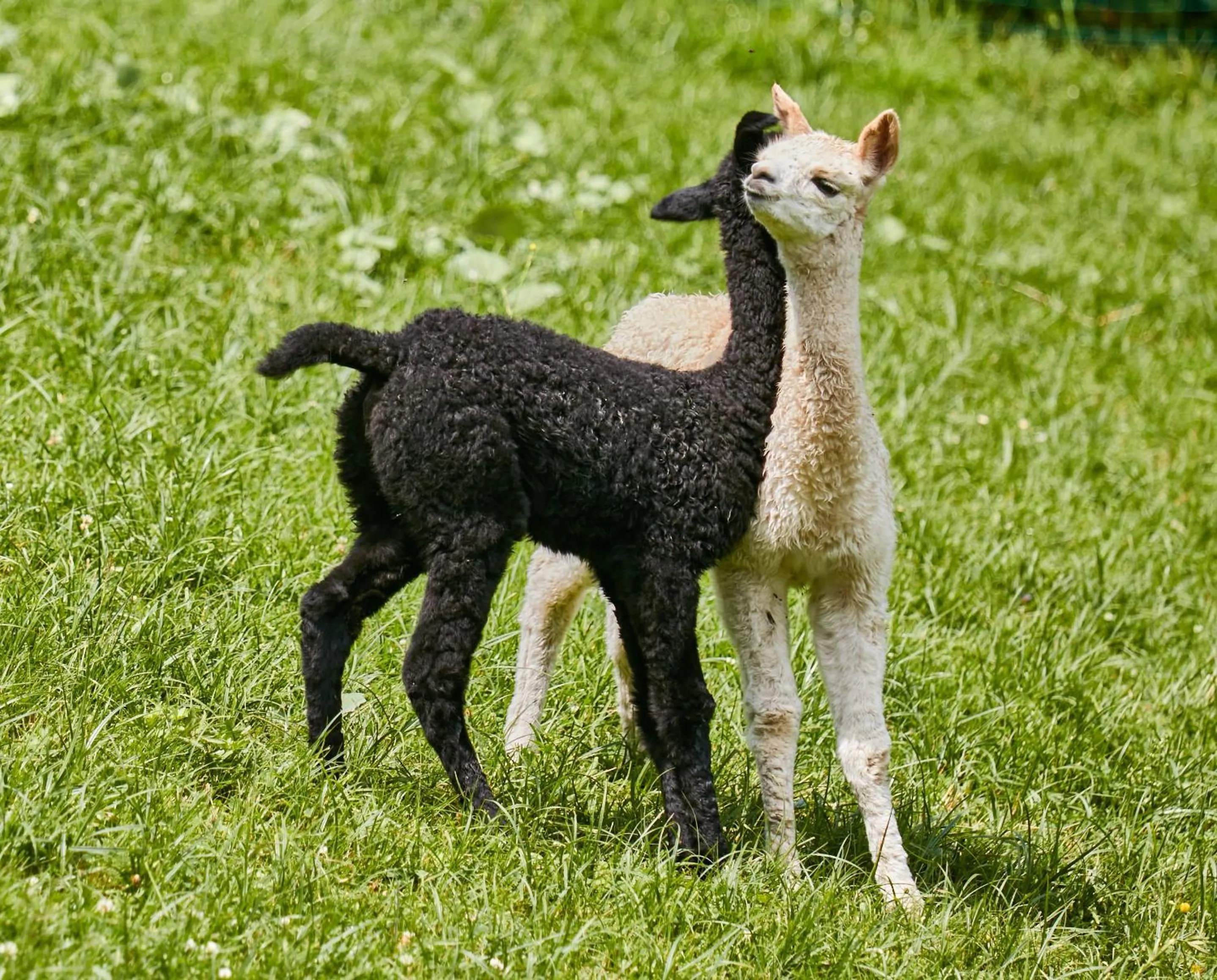 Pets in Appartamenti La Sajun & Les Viles