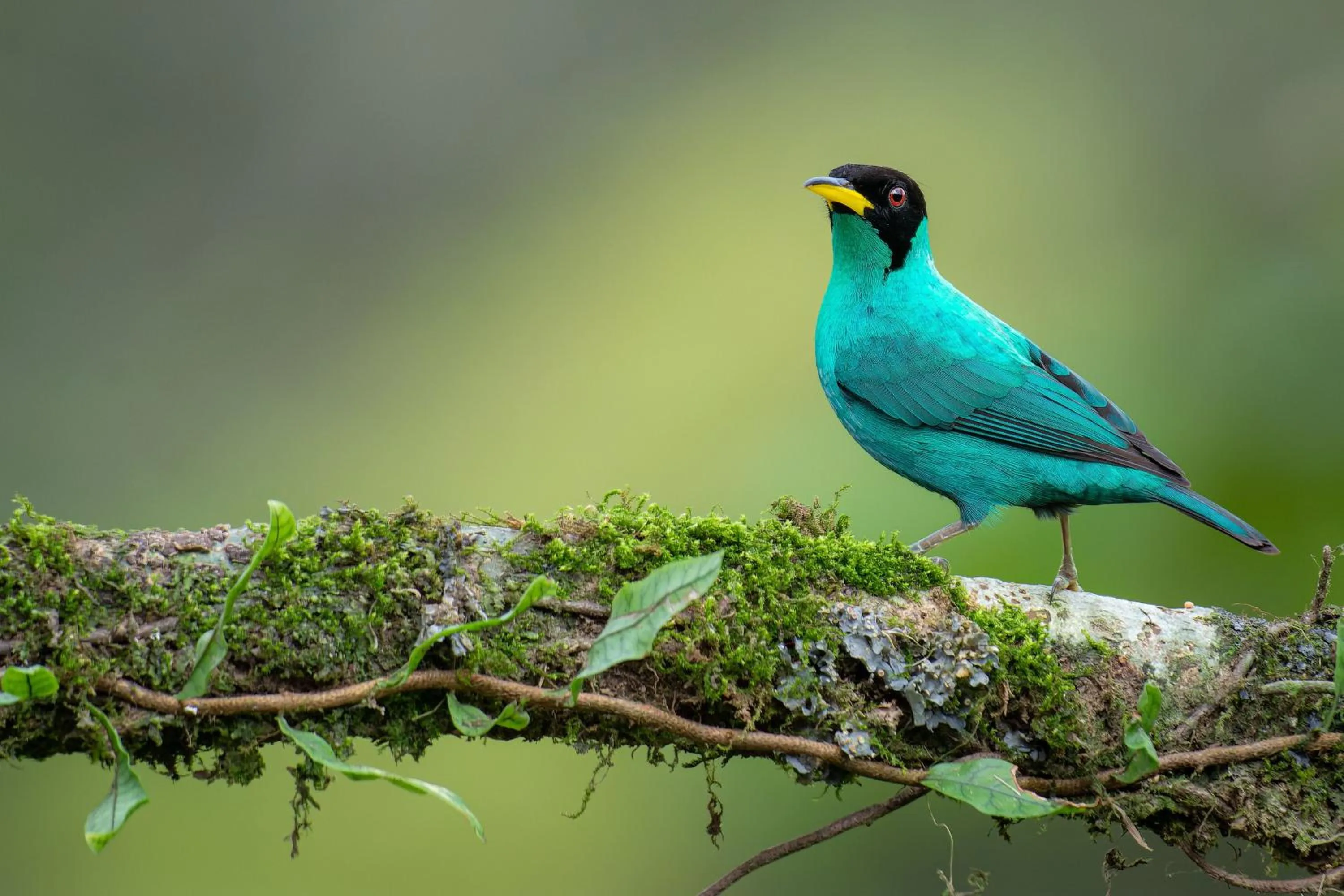 Animals in Chachagua Rainforest Hotel & Hot Springs