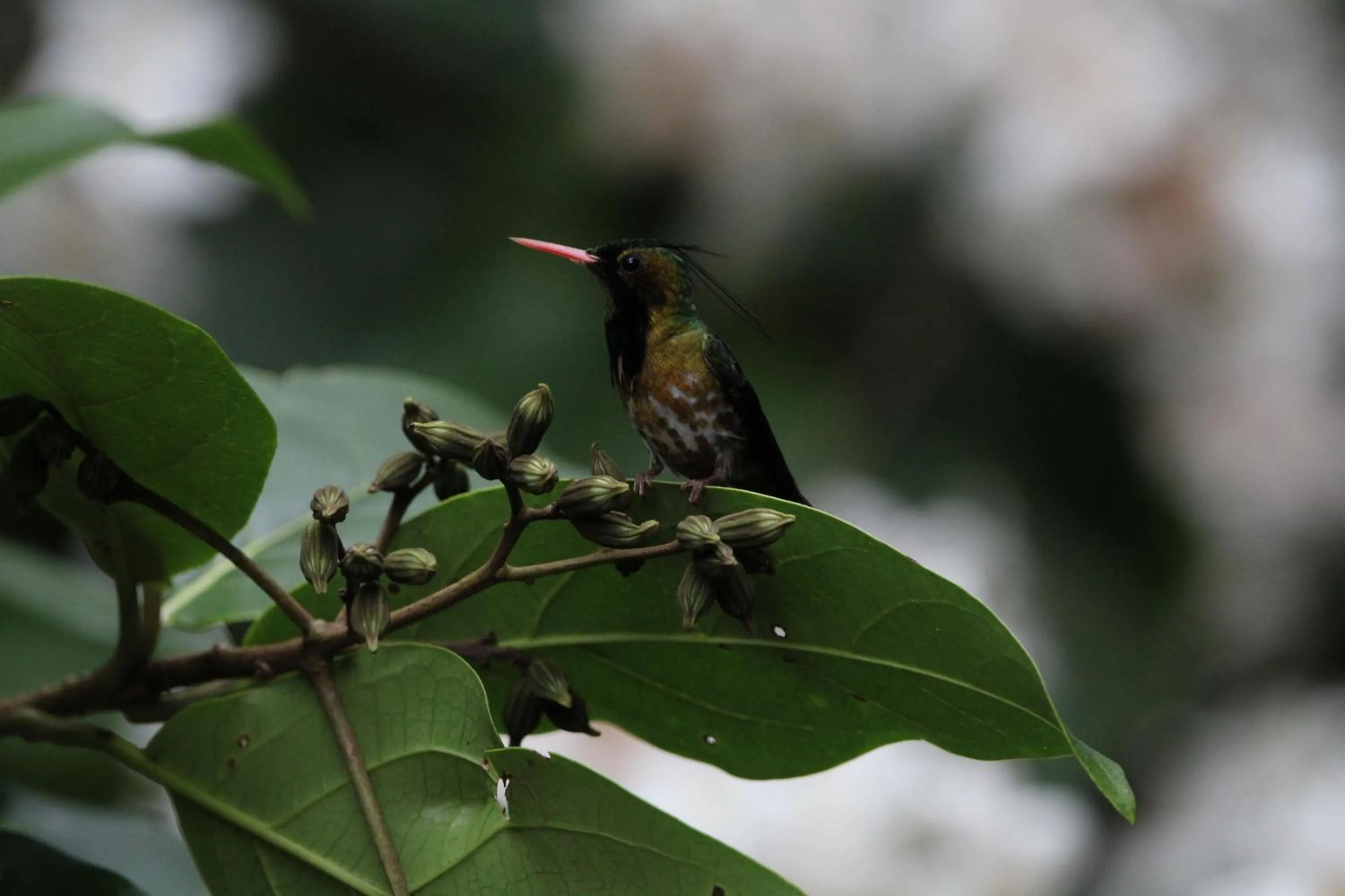 Natural landscape in Chachagua Rainforest Hotel & Hot Springs