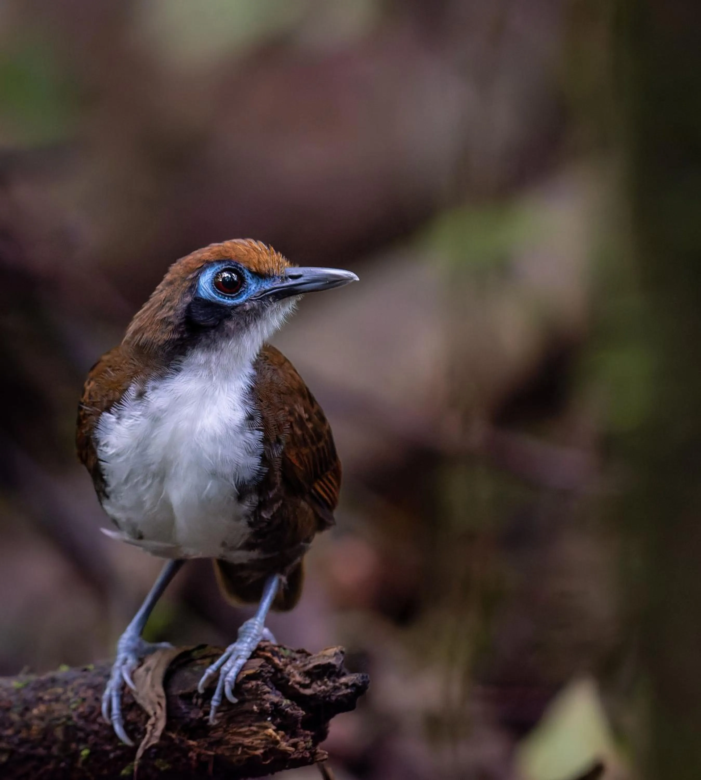 Animals in Chachagua Rainforest Hotel & Hot Springs