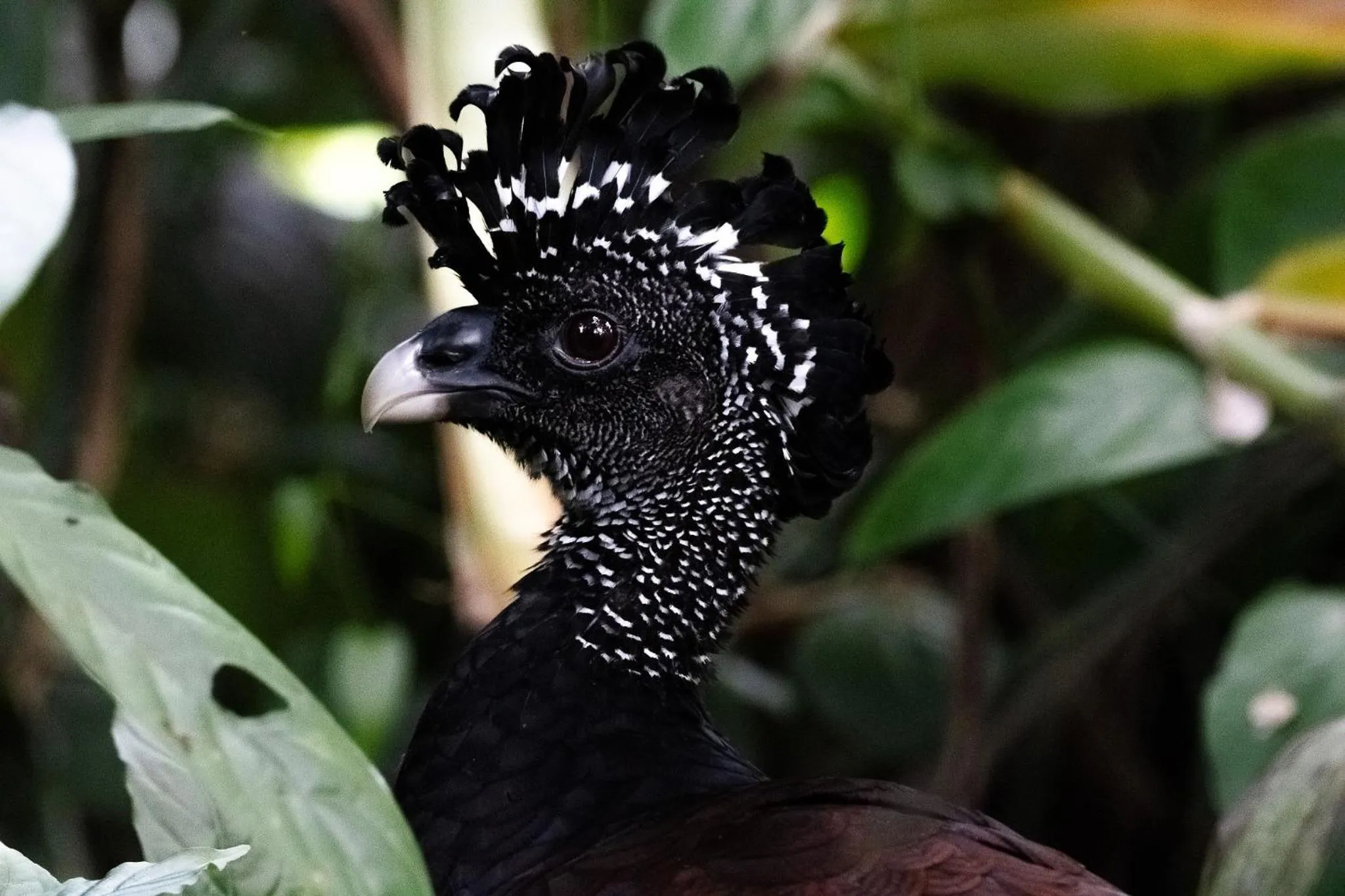 Animals in Chachagua Rainforest Hotel & Hot Springs