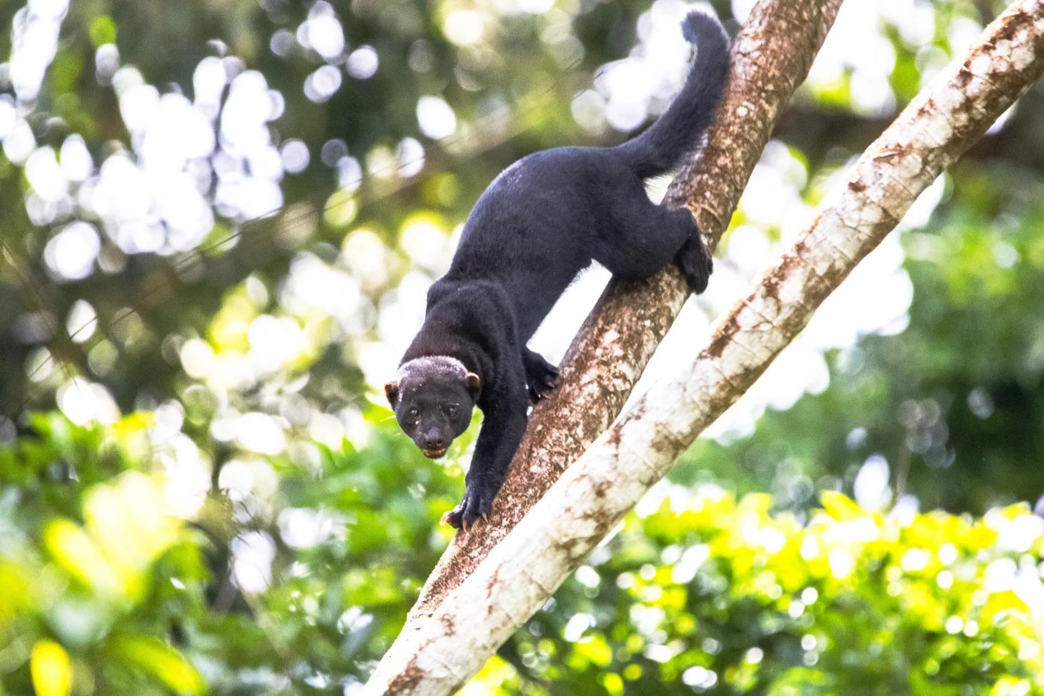 Day in Chachagua Rainforest Hotel & Hot Springs