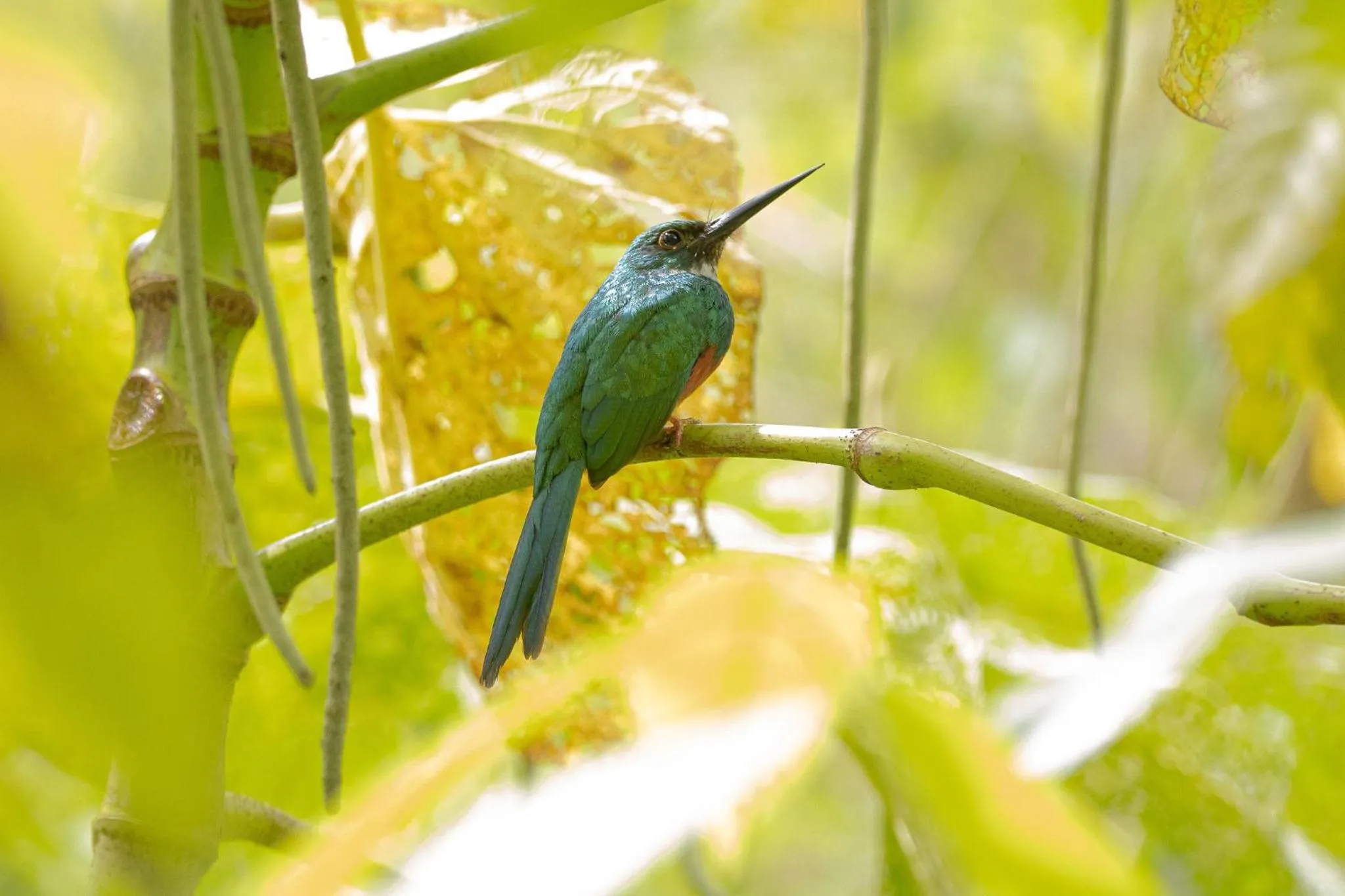 Day in Chachagua Rainforest Hotel & Hot Springs