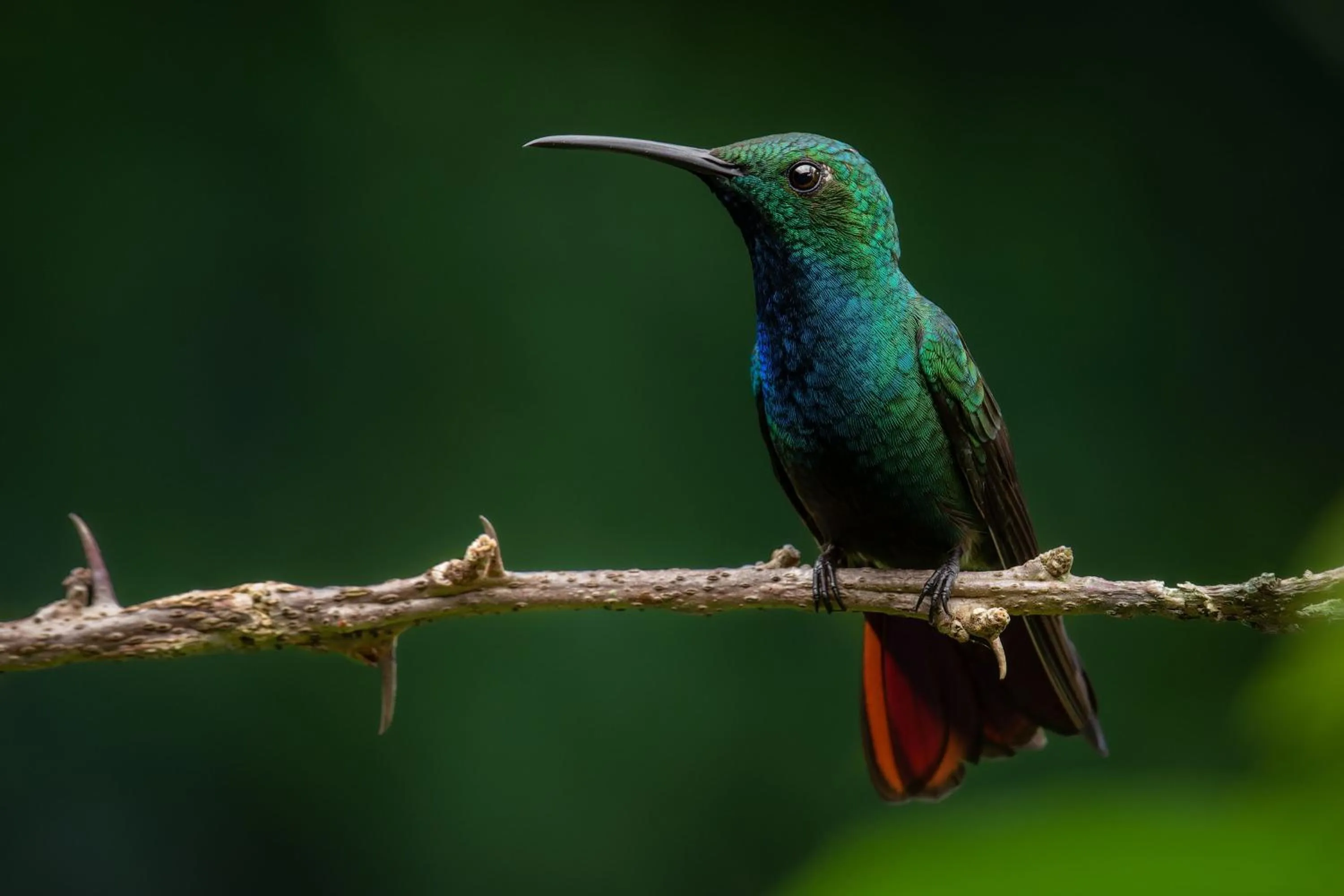Natural landscape in Chachagua Rainforest Hotel & Hot Springs