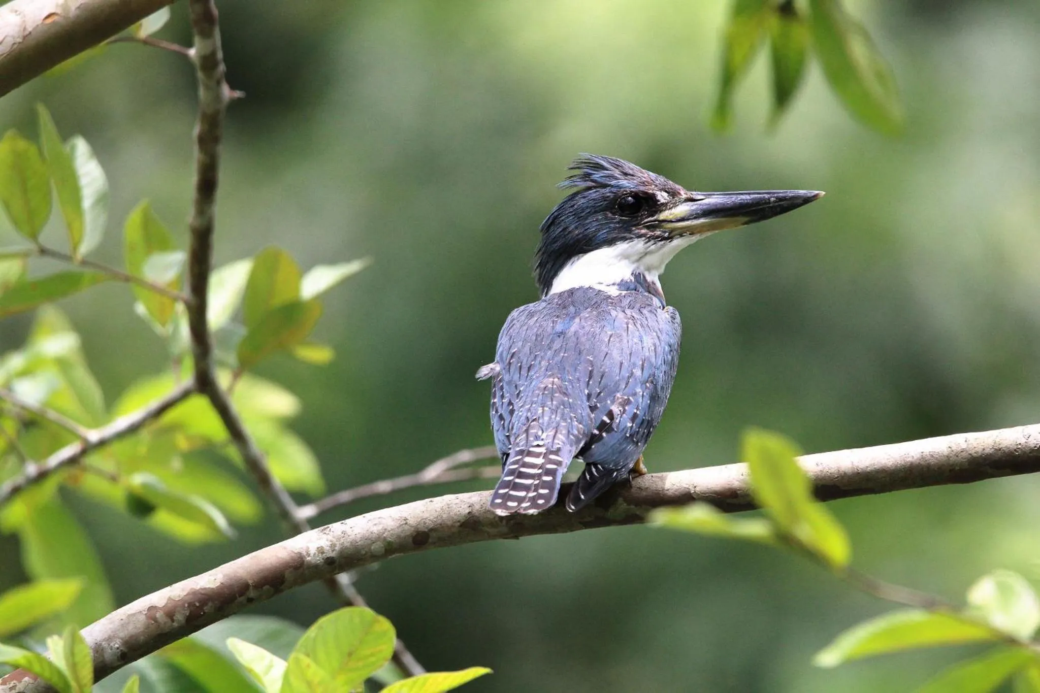 Day in Chachagua Rainforest Hotel & Hot Springs