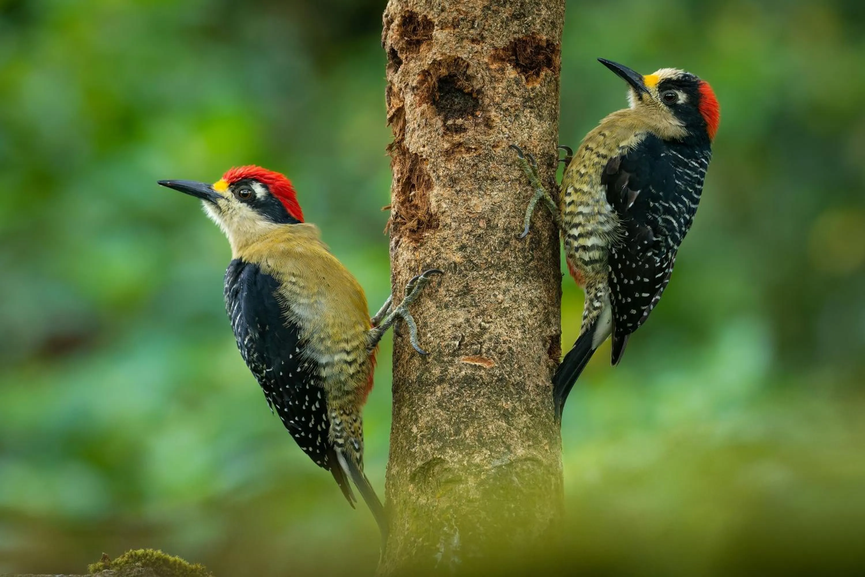 Natural landscape in Chachagua Rainforest Hotel & Hot Springs