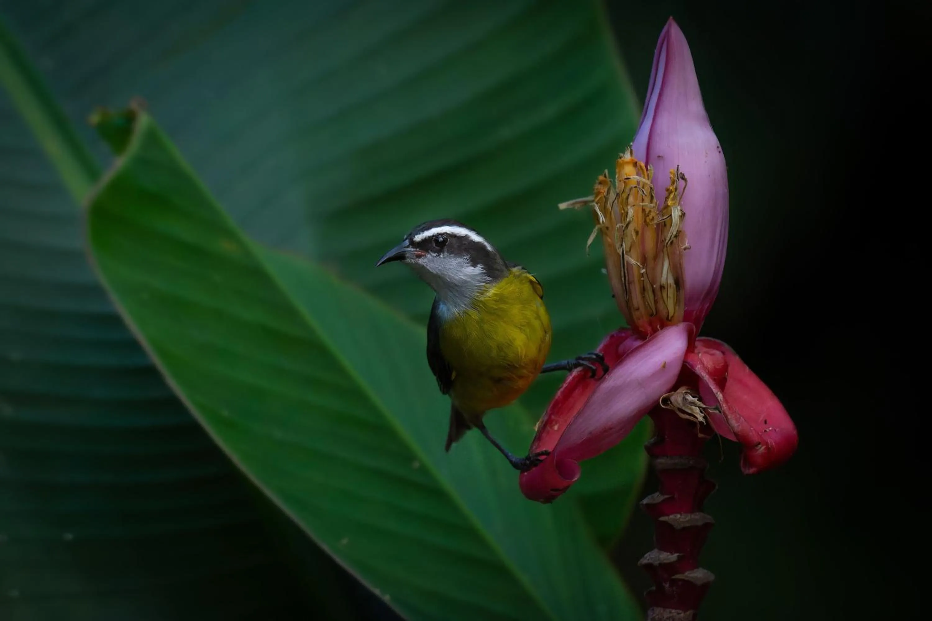 Natural landscape in Chachagua Rainforest Hotel & Hot Springs