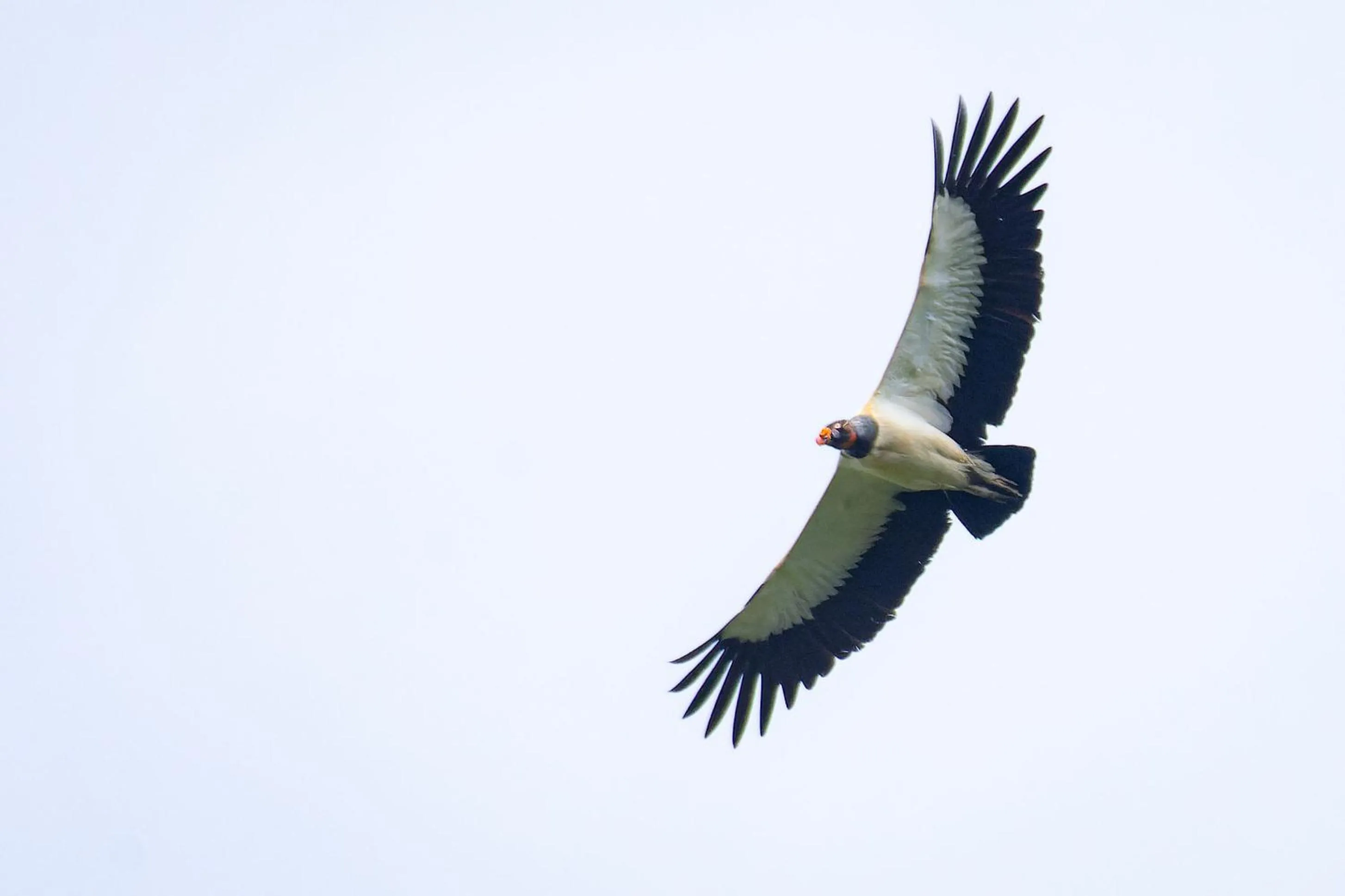 Natural landscape in Chachagua Rainforest Hotel & Hot Springs