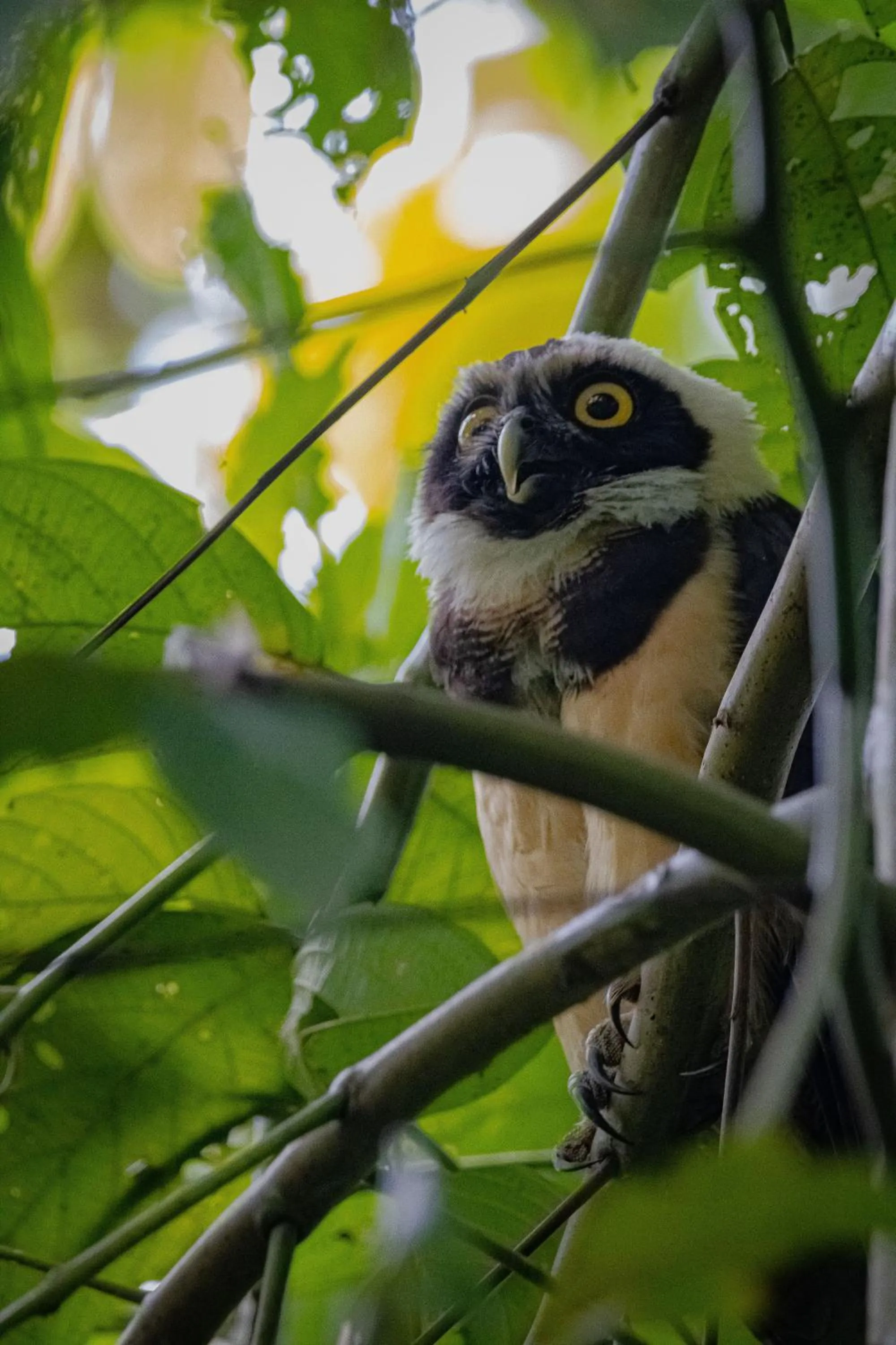 Natural landscape in Chachagua Rainforest Hotel & Hot Springs
