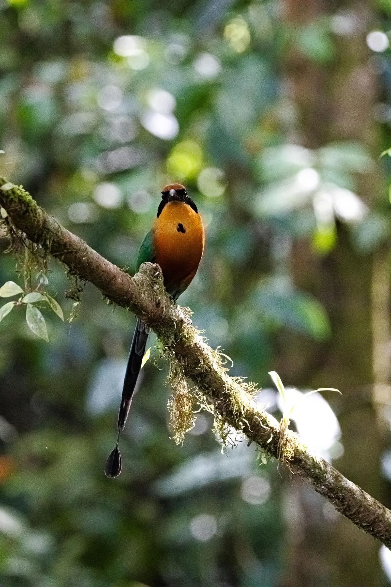 Day in Chachagua Rainforest Hotel & Hot Springs