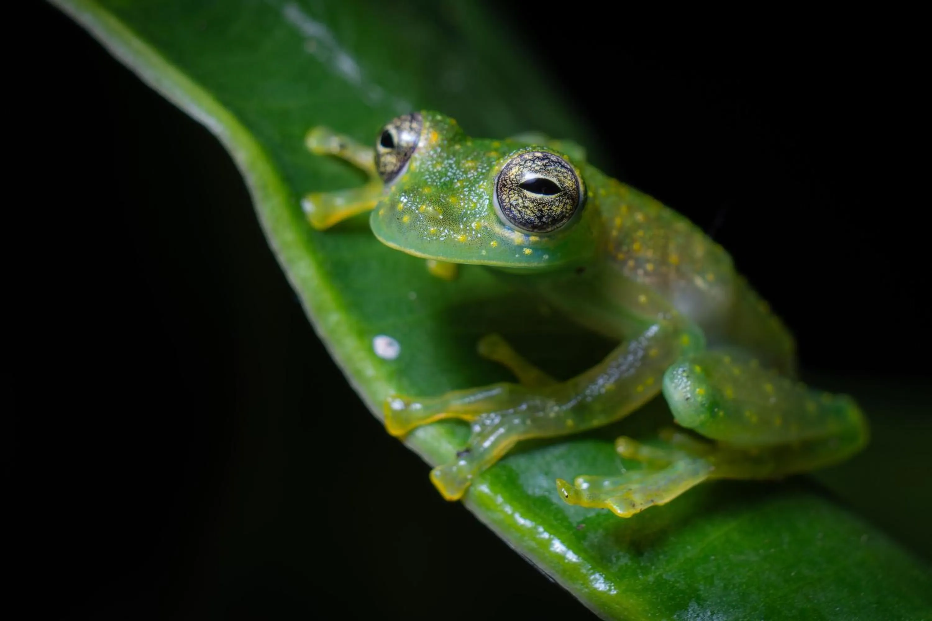 Natural landscape in Chachagua Rainforest Hotel & Hot Springs
