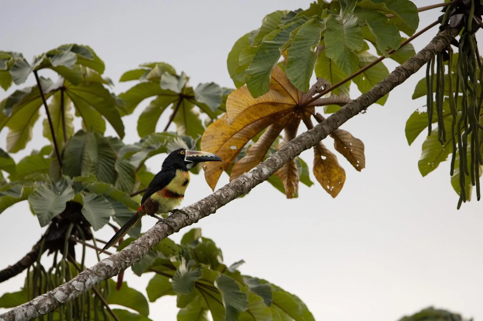 Day in Chachagua Rainforest Hotel & Hot Springs