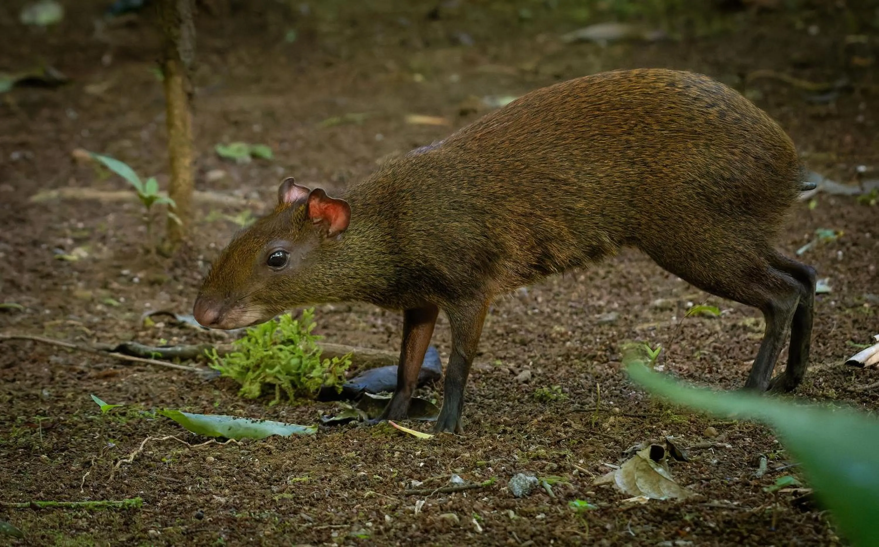 Animals in Chachagua Rainforest Hotel & Hot Springs