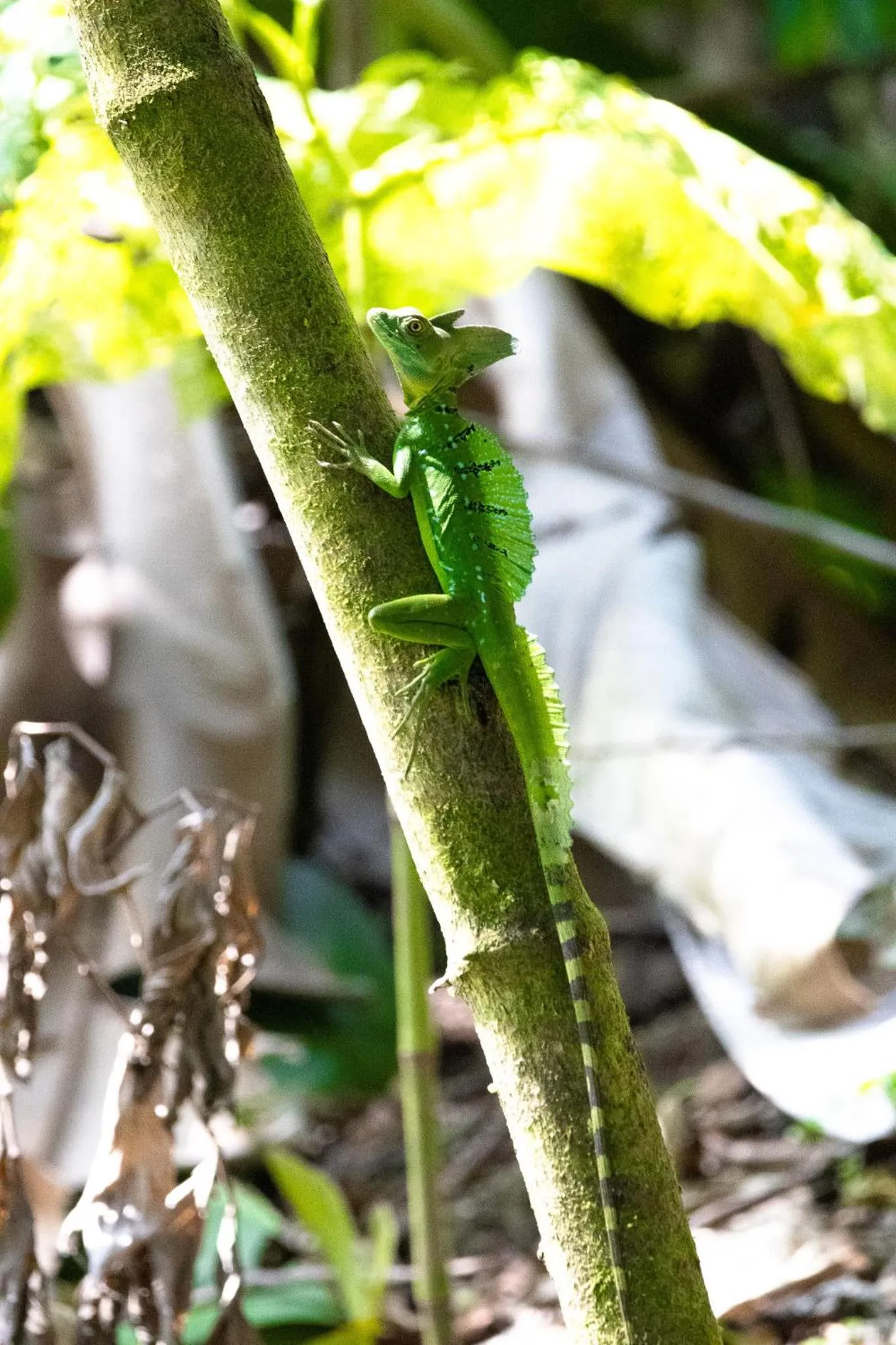 Day in Chachagua Rainforest Hotel & Hot Springs