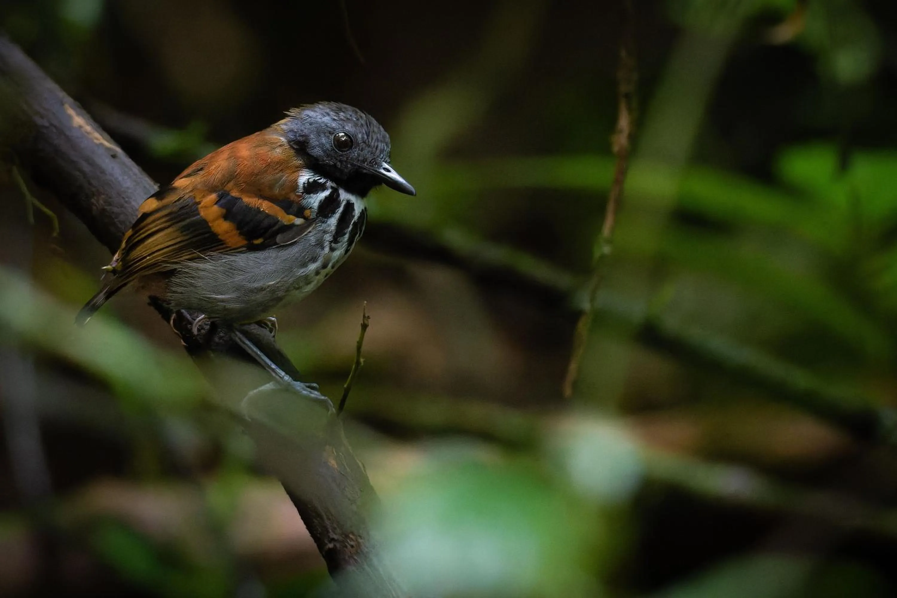 Natural landscape in Chachagua Rainforest Hotel & Hot Springs
