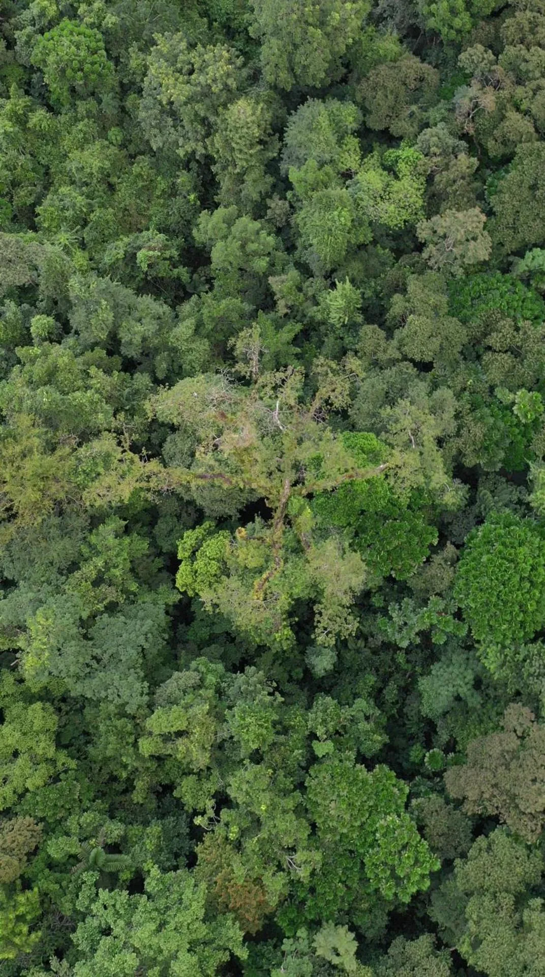 Natural landscape in Chachagua Rainforest Hotel & Hot Springs
