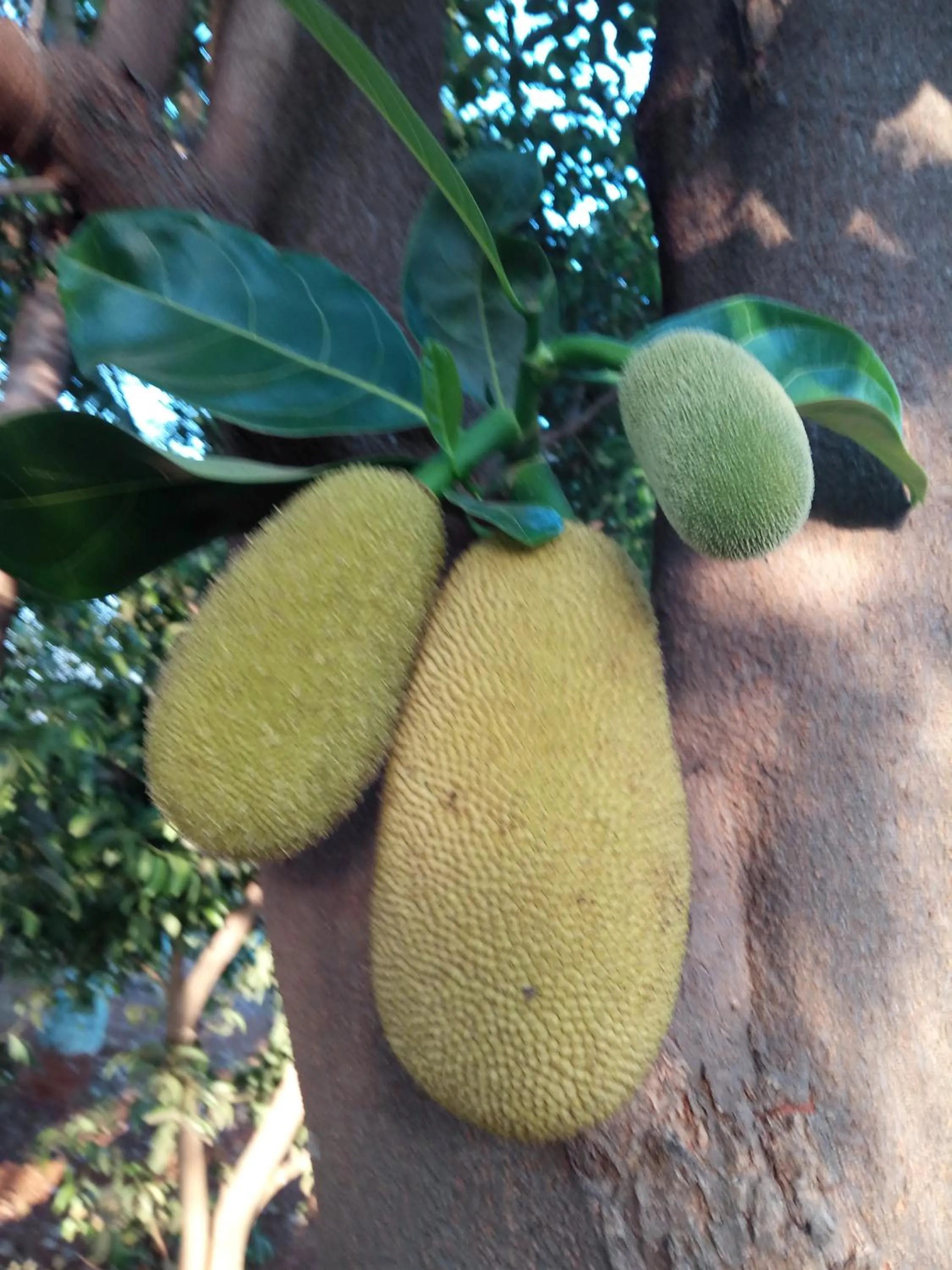 Vidya Konkan Agro Tourism