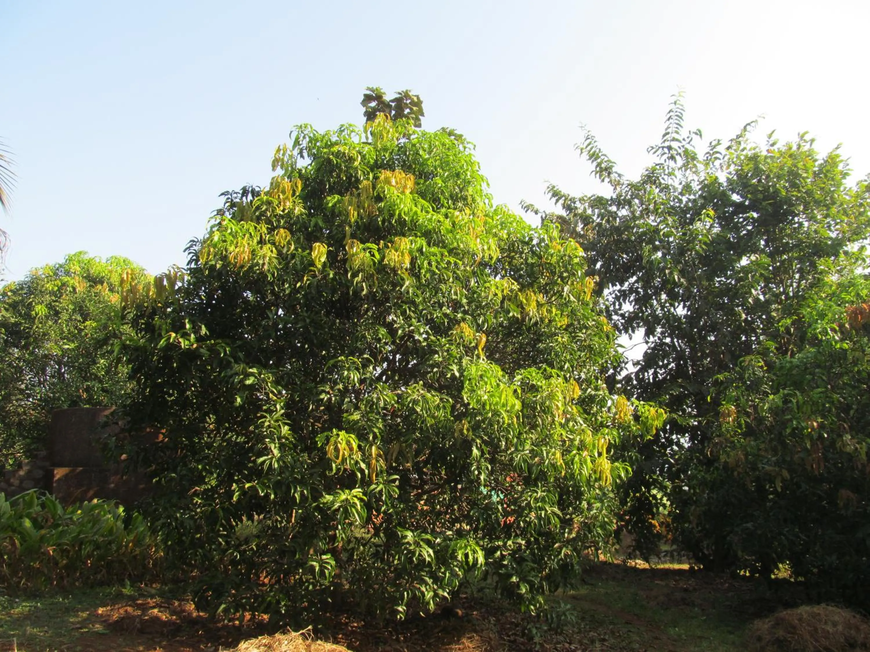 Garden view in Vidya Konkan Agro Tourism