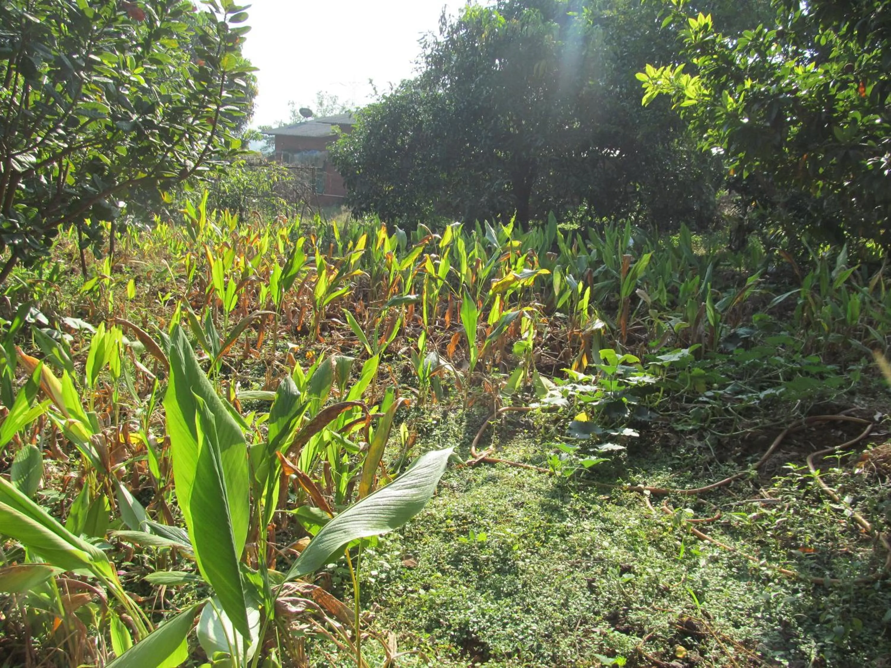 Natural landscape in Vidya Konkan Agro Tourism