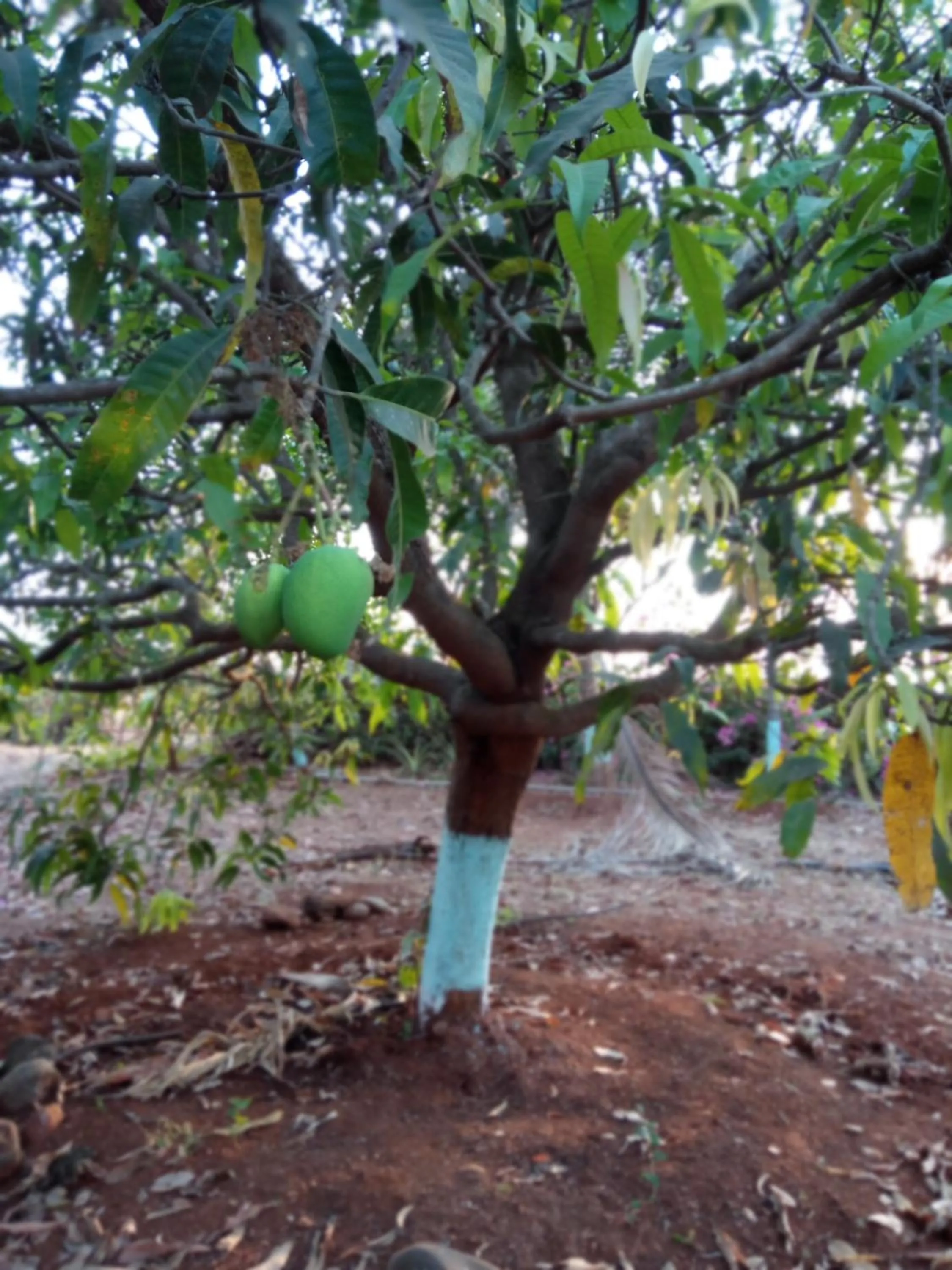 Natural landscape in Vidya Konkan Agro Tourism