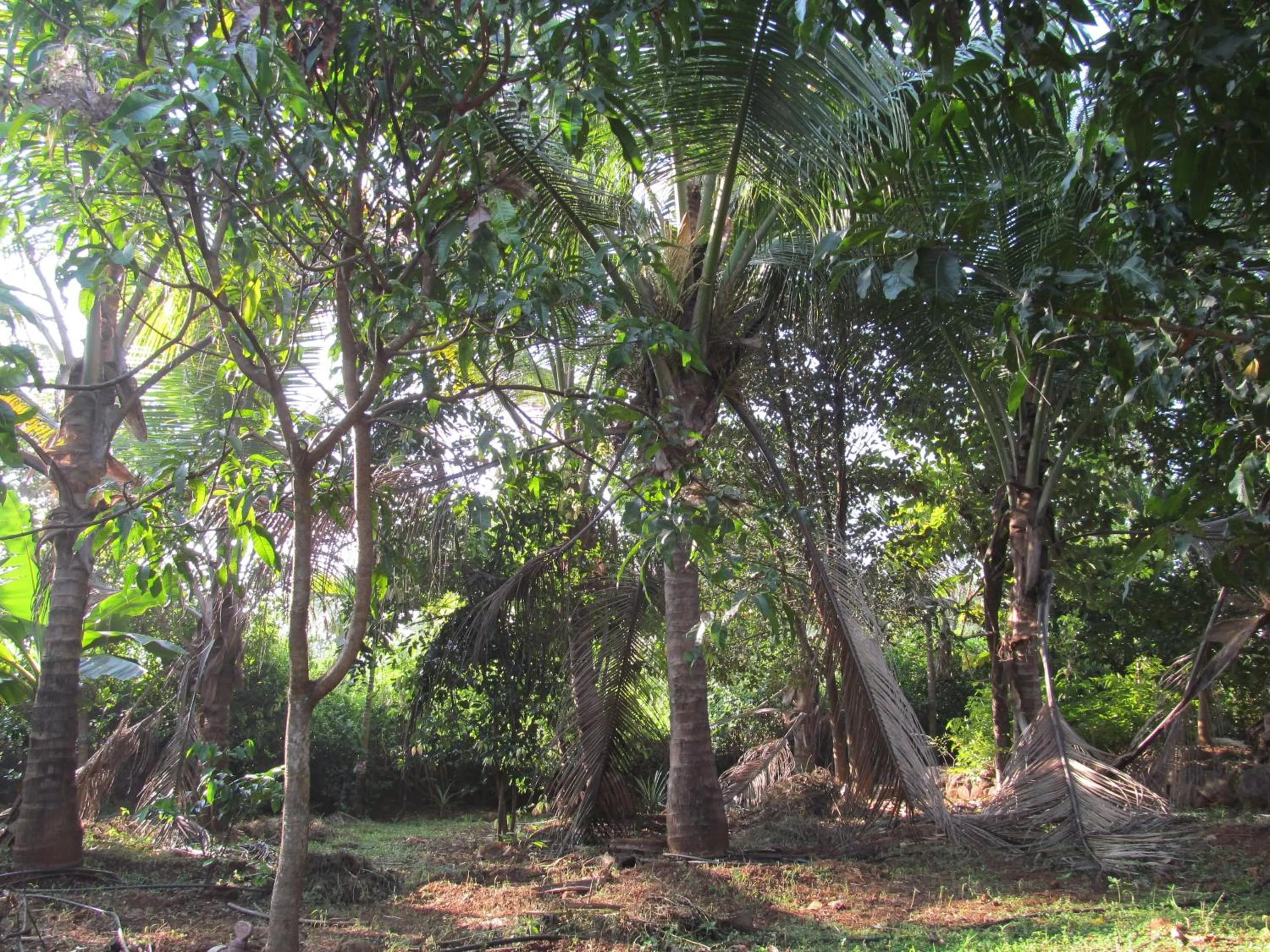 Garden in Vidya Konkan Agro Tourism