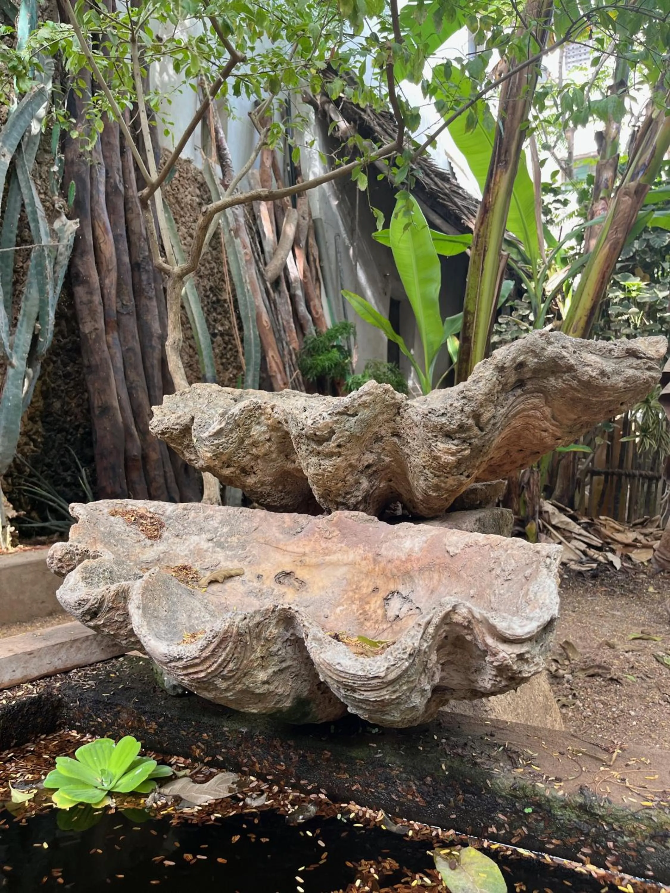 Garden in Subira House