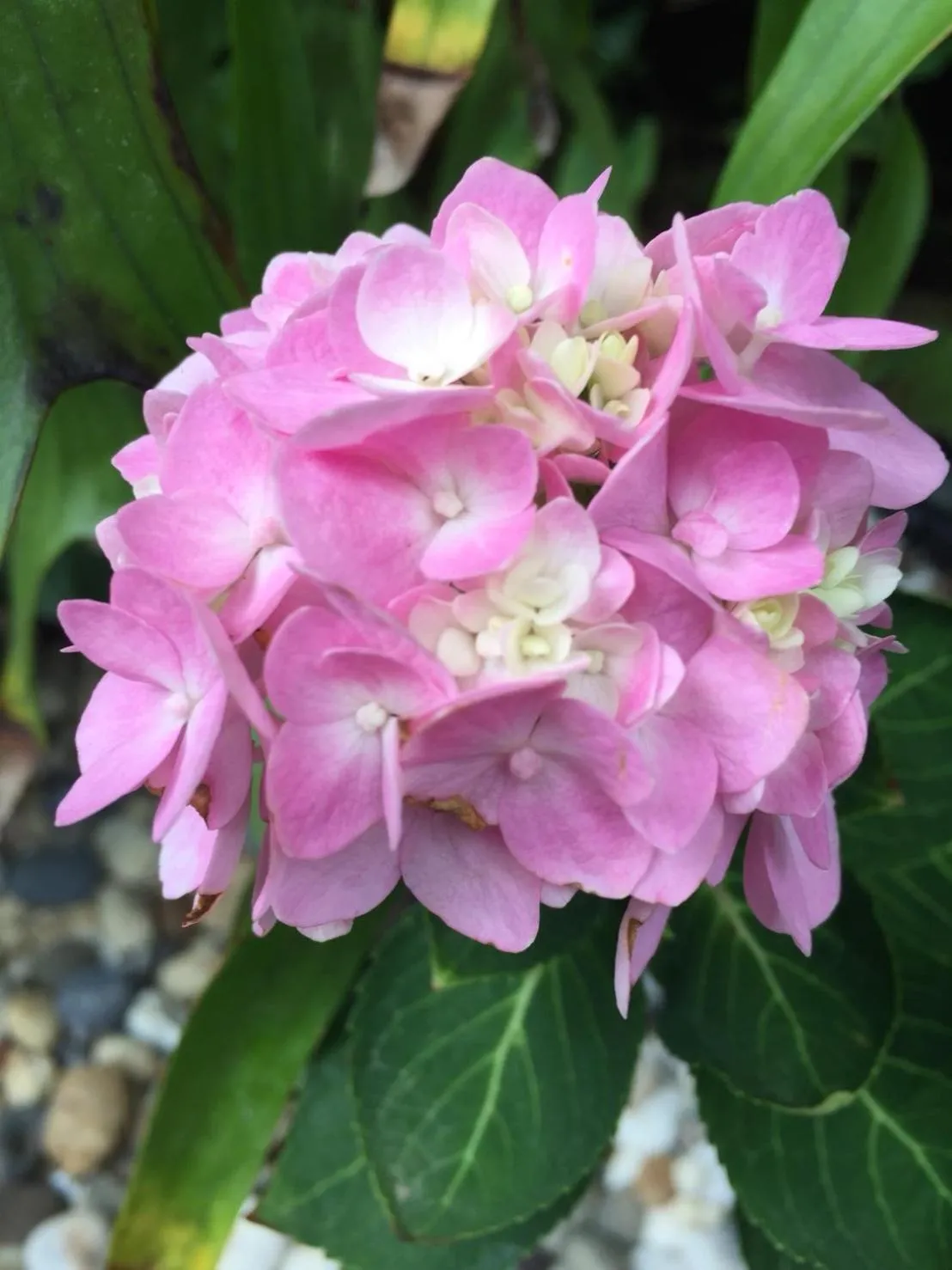 Garden view in Baan Vanida Garden Resort