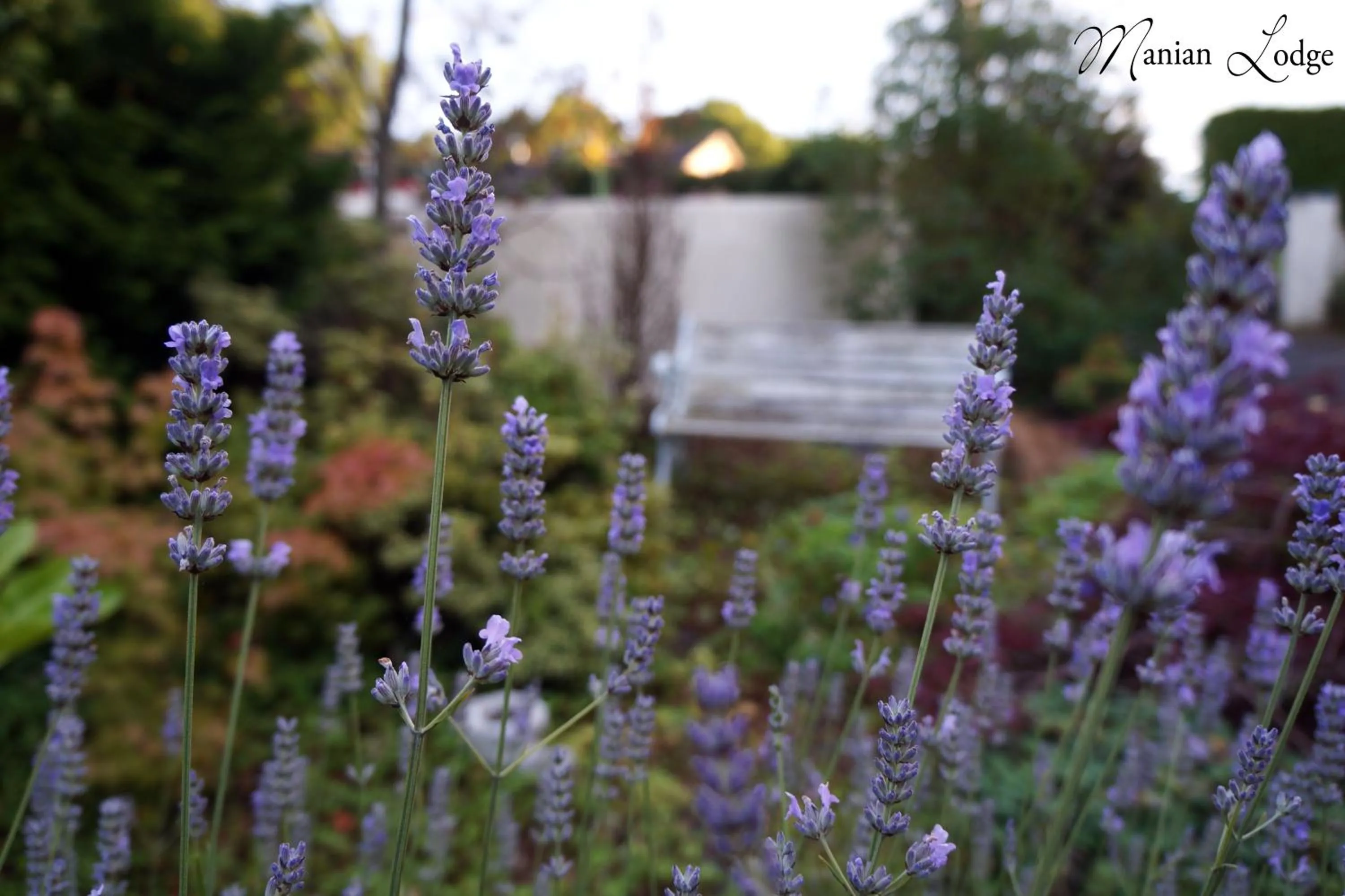 Garden view in The Manian