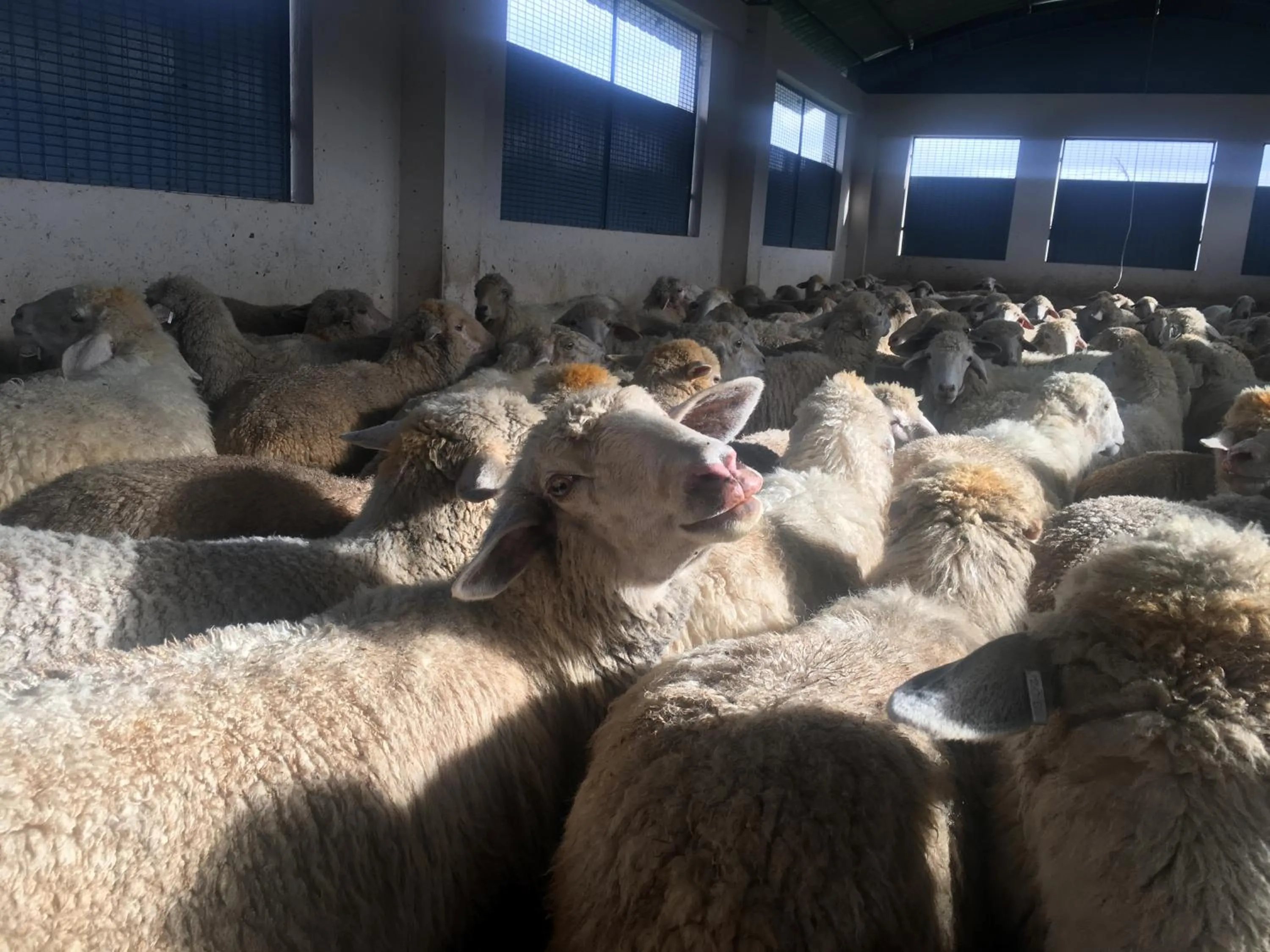 Animals in Hotel Jc Grand