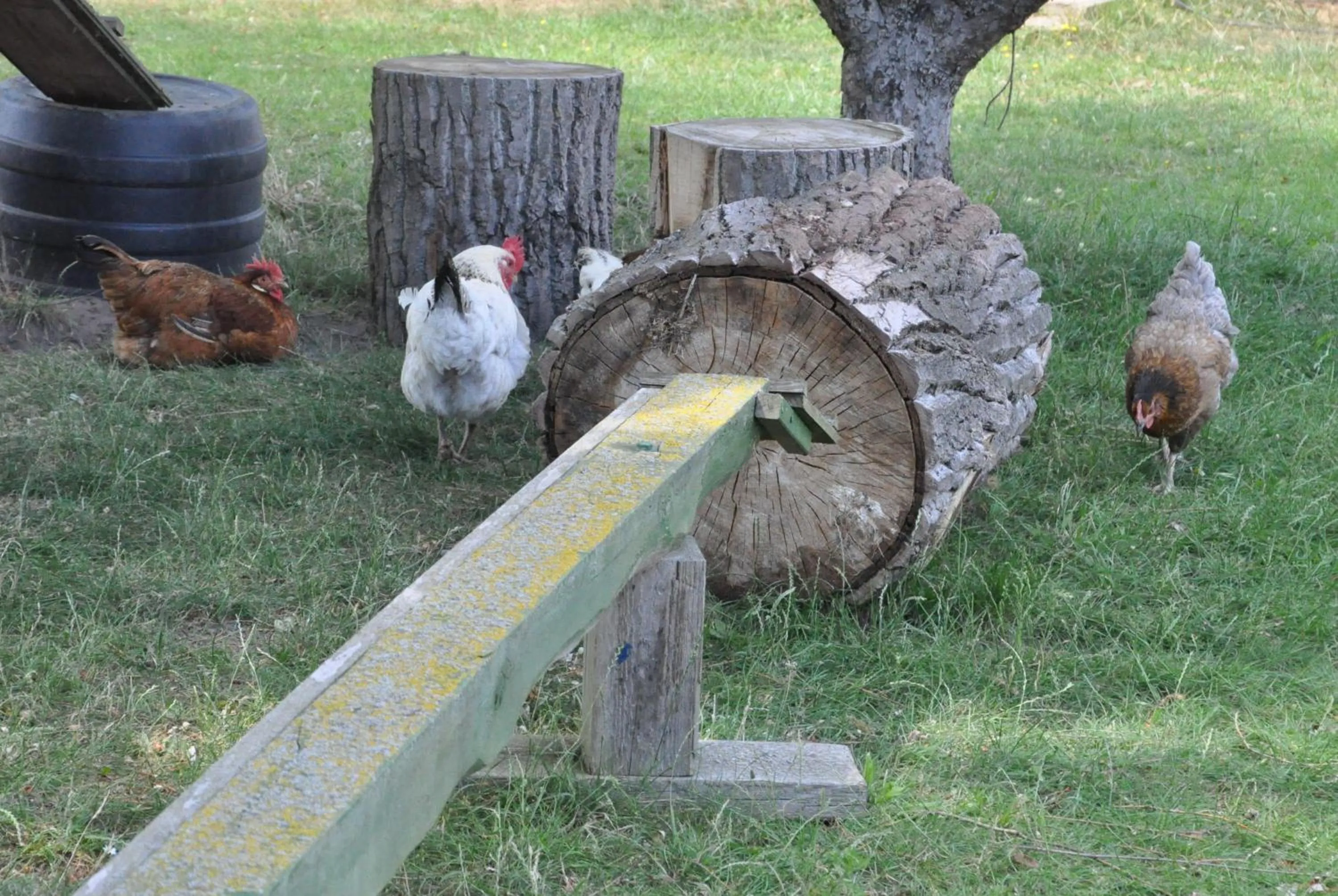 Animals in Pension (FW) "Seeblick" am Stelzenhaus