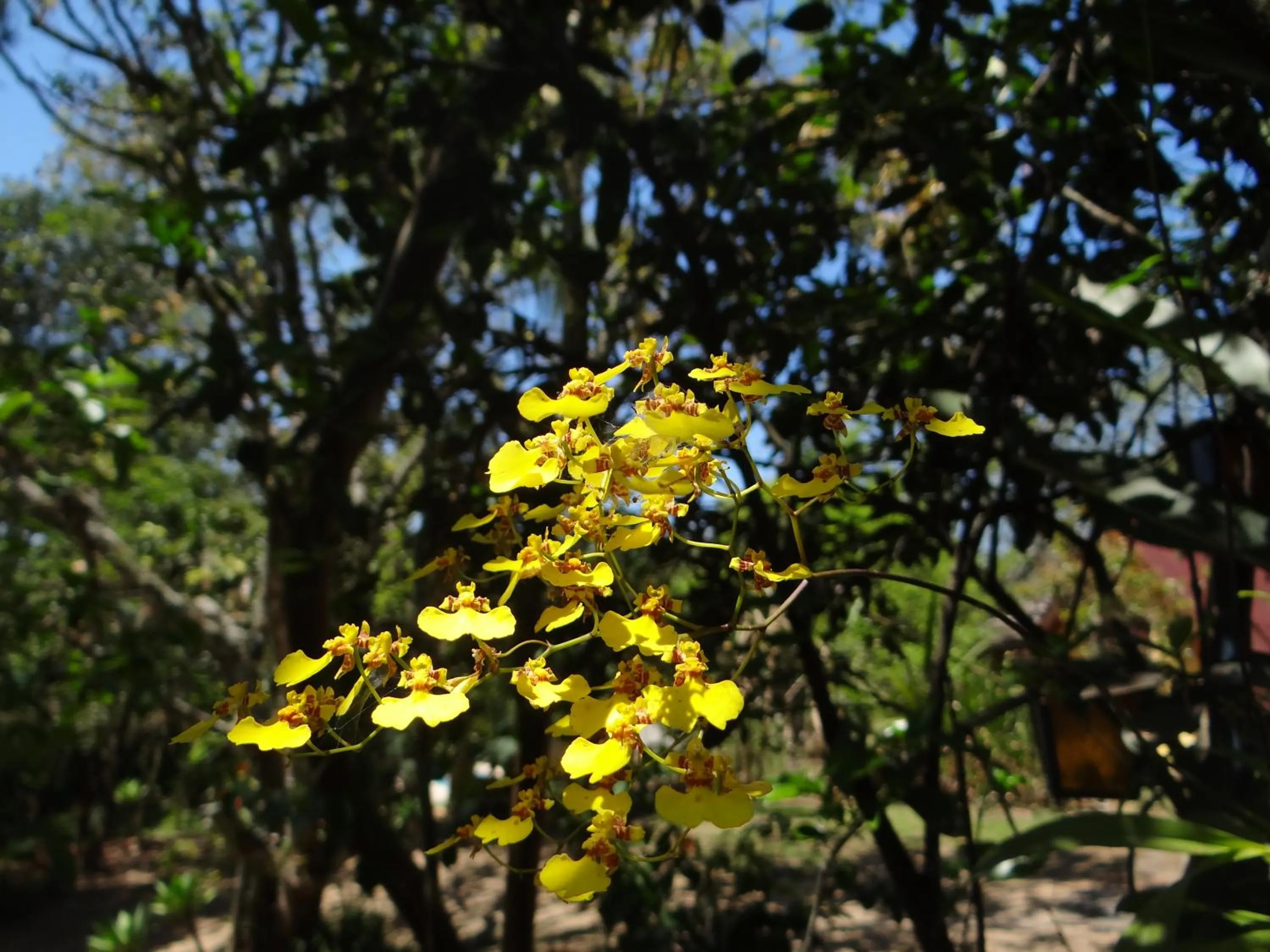 Spring in Chalé Rancho Aratama