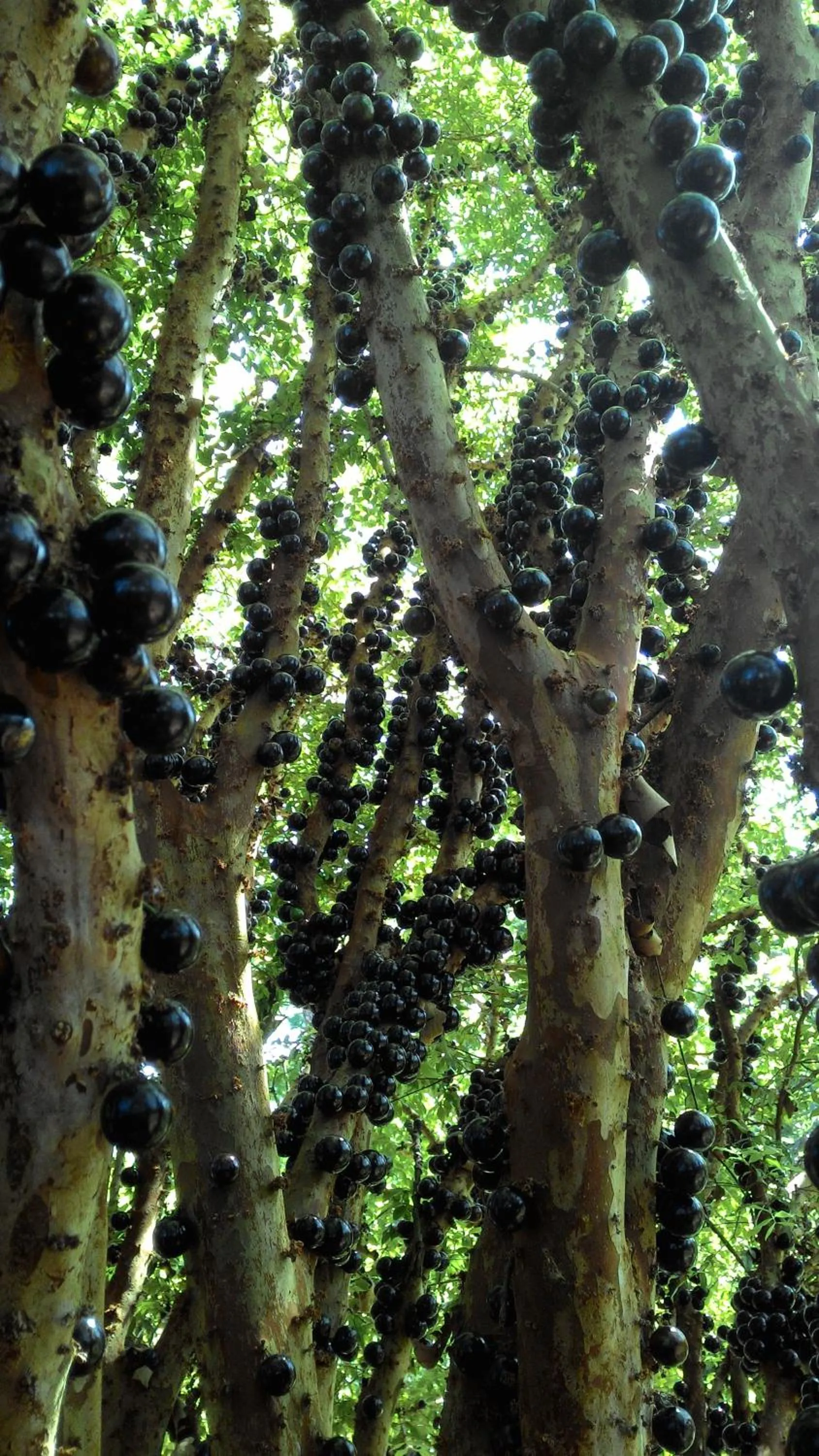 Seasons in Chalé Rancho Aratama