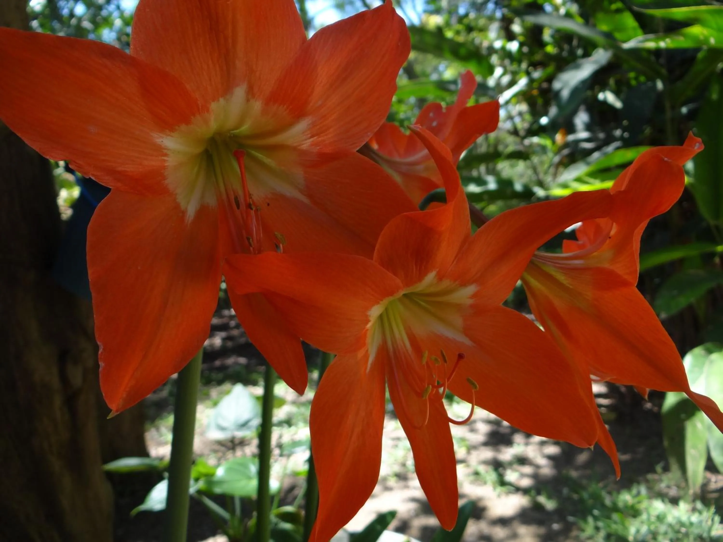 Spring in Chalé Rancho Aratama