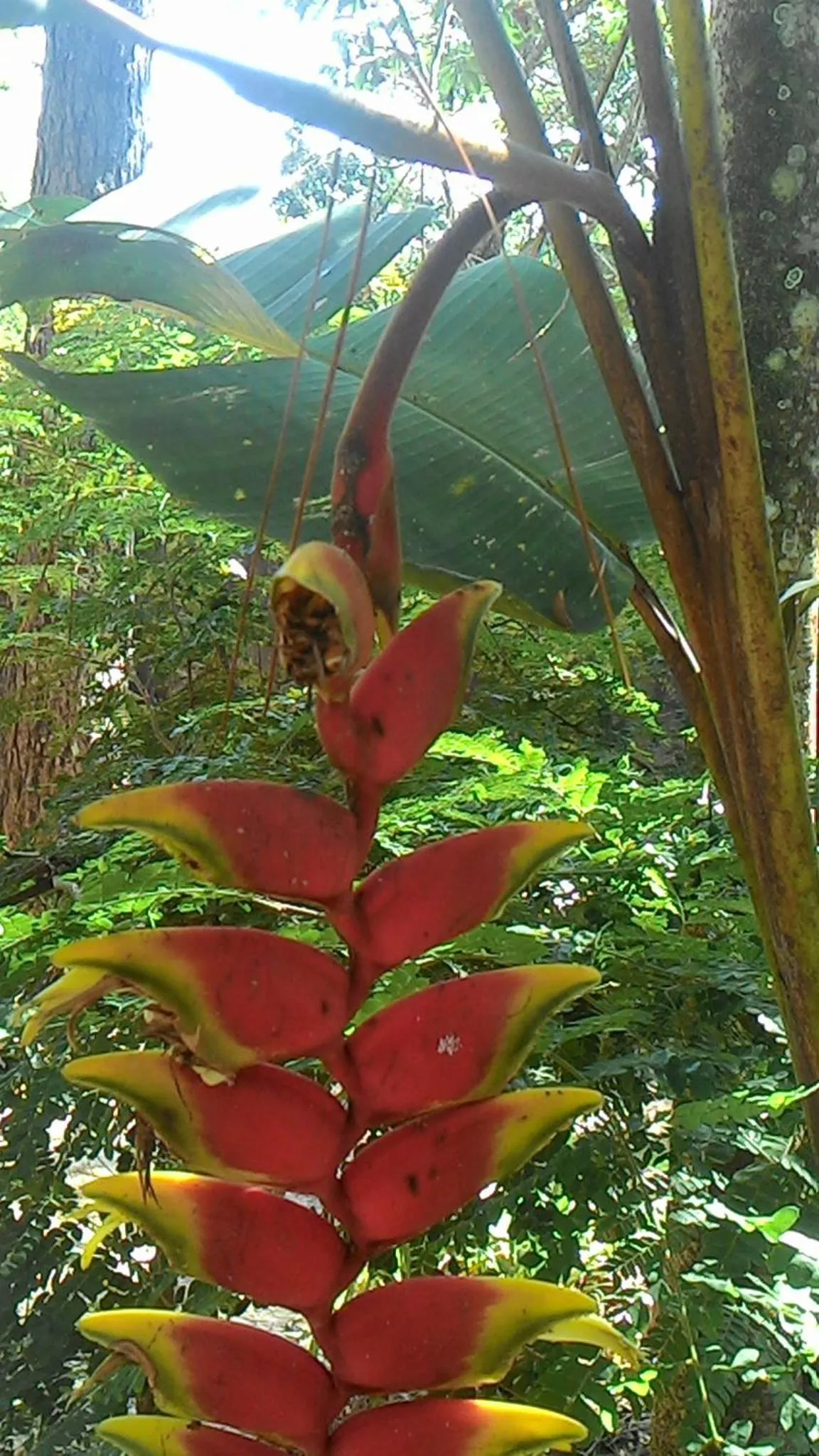 Spring in Chalé Rancho Aratama