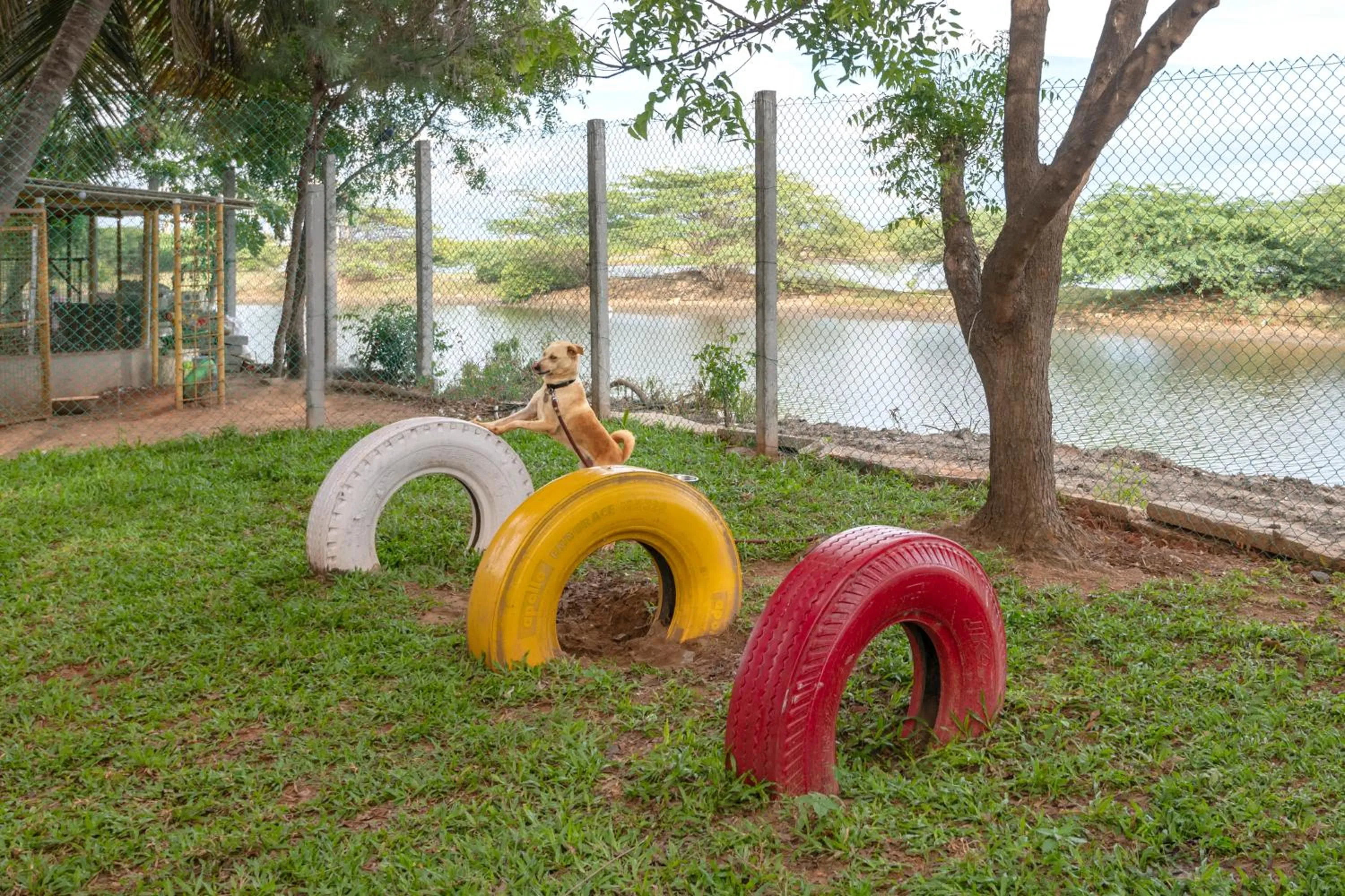 Pets in Radisson Resort Pondicherry Bay