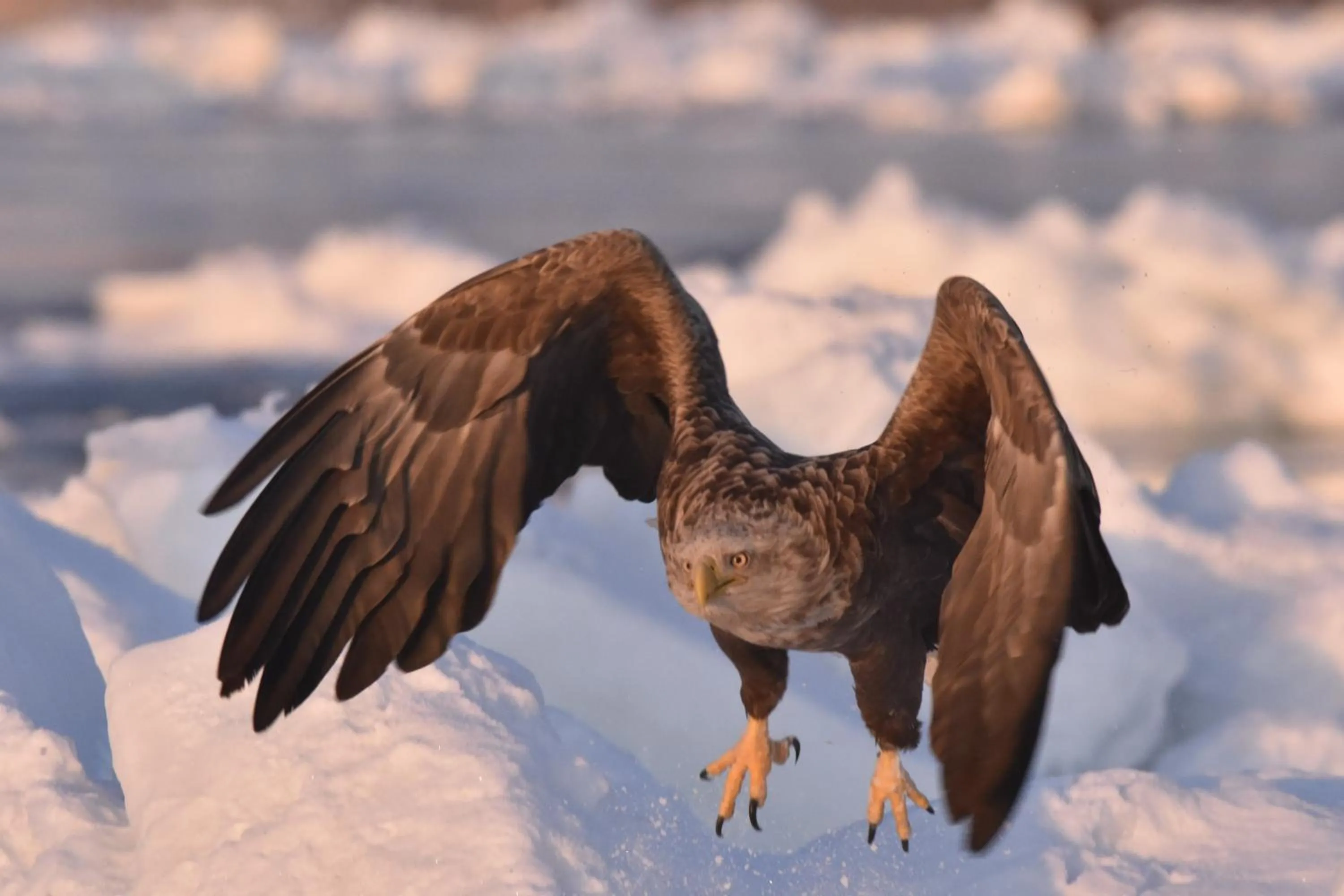 Winter in Shiretokoserai