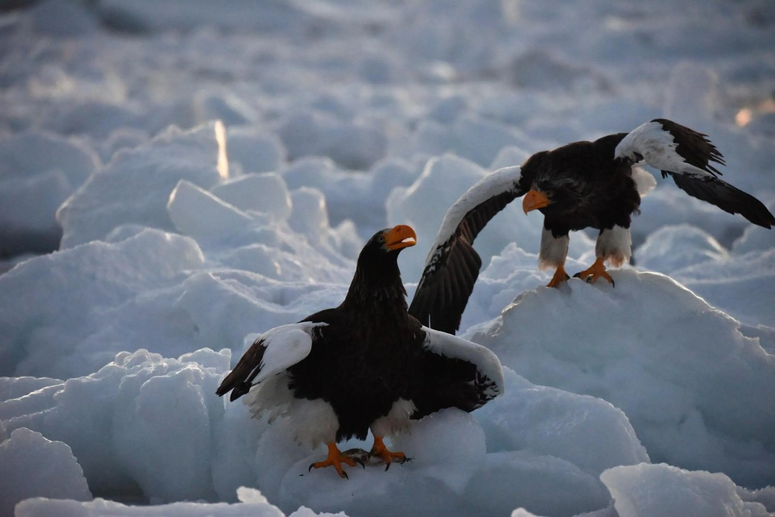 Winter in Shiretokoserai