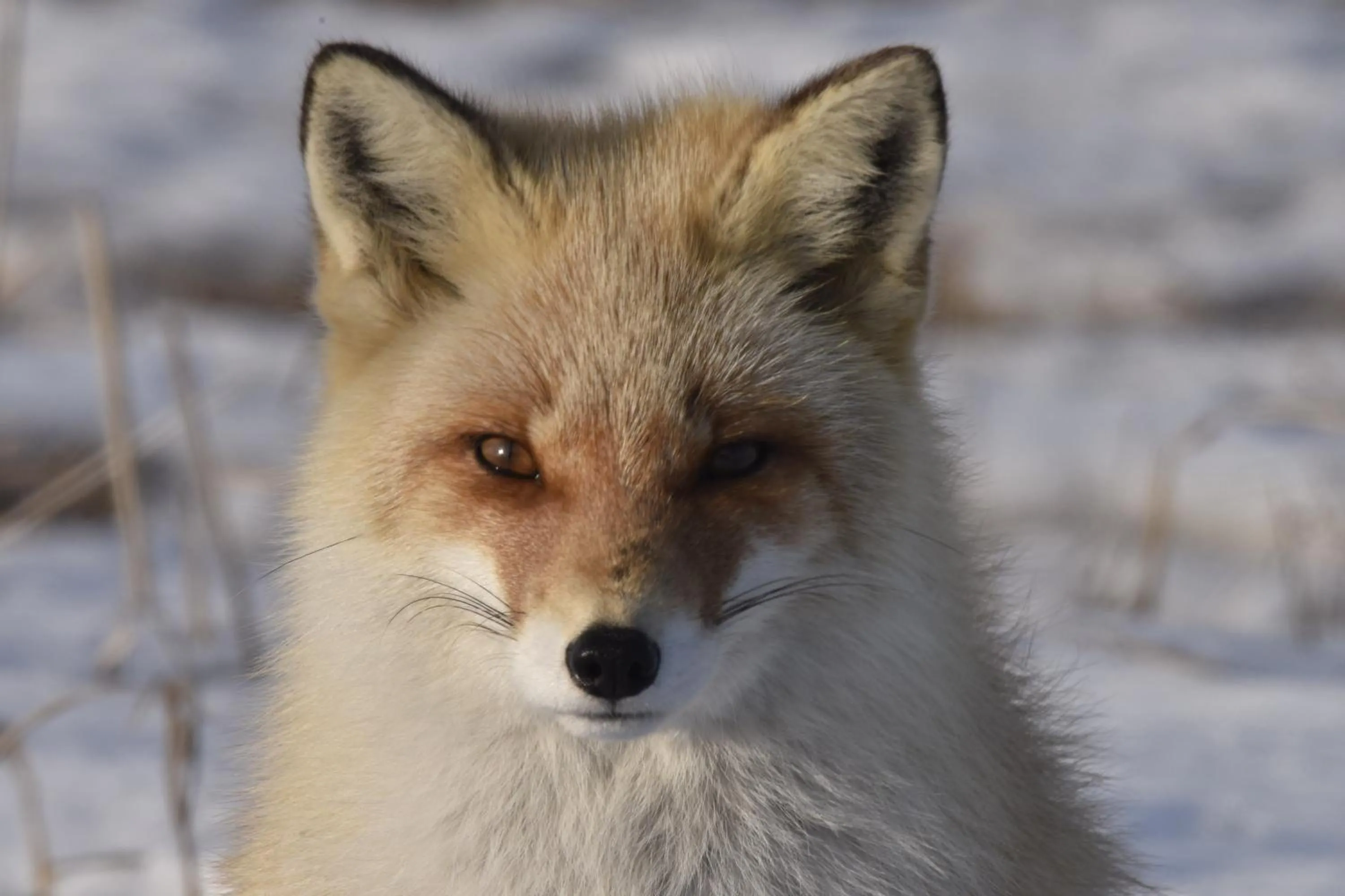 Animals in Shiretokoserai