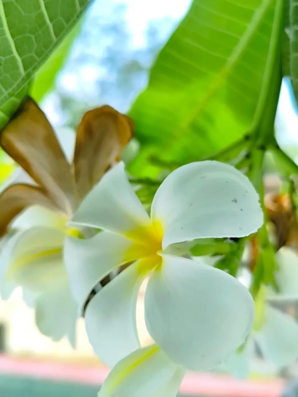 Garden view in The Trawangan Resort