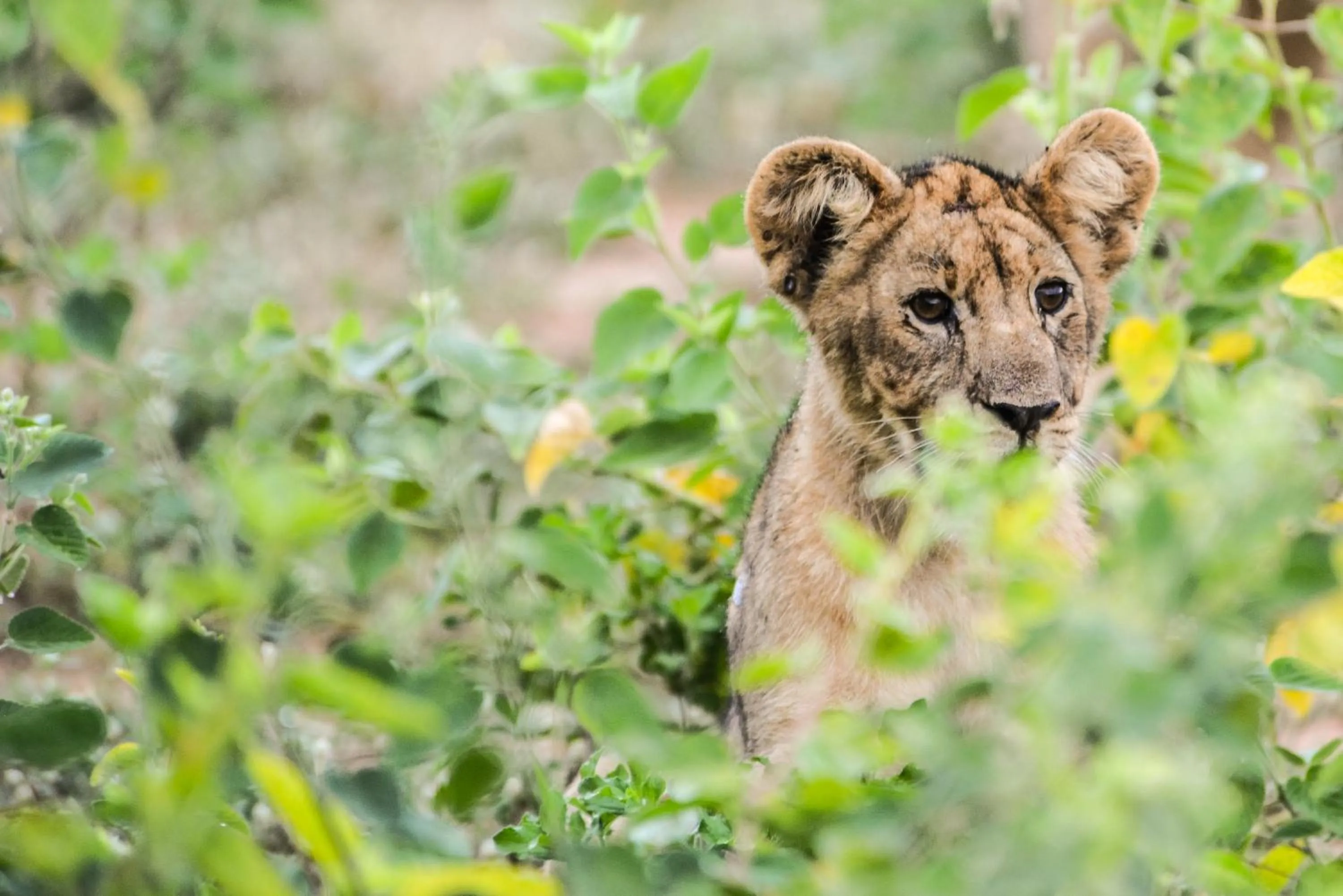 Marataba Mountain Lodge