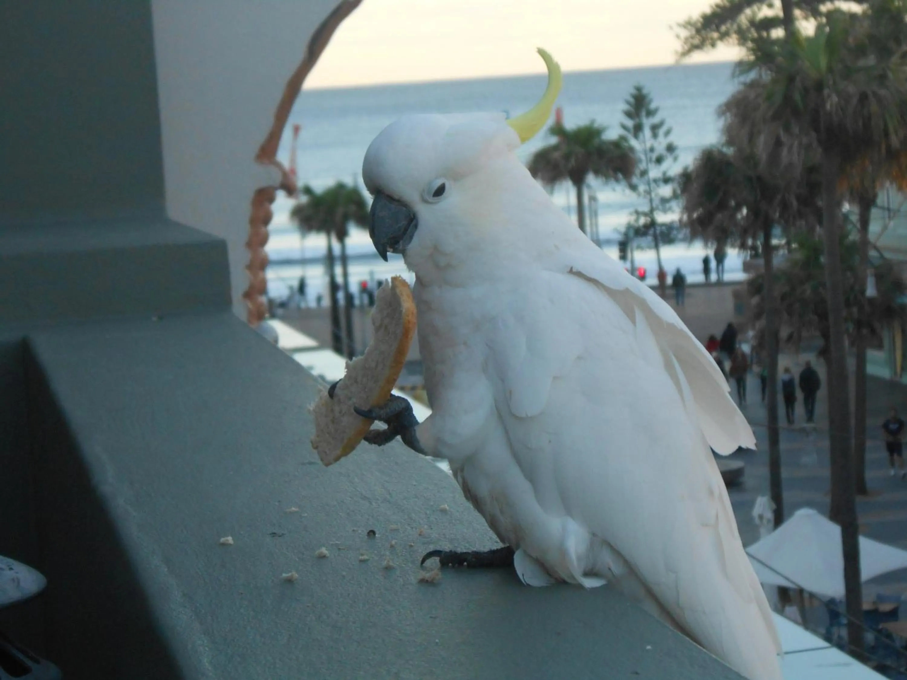 Balcony/Terrace in Boardrider Backpackers and Budget Motel