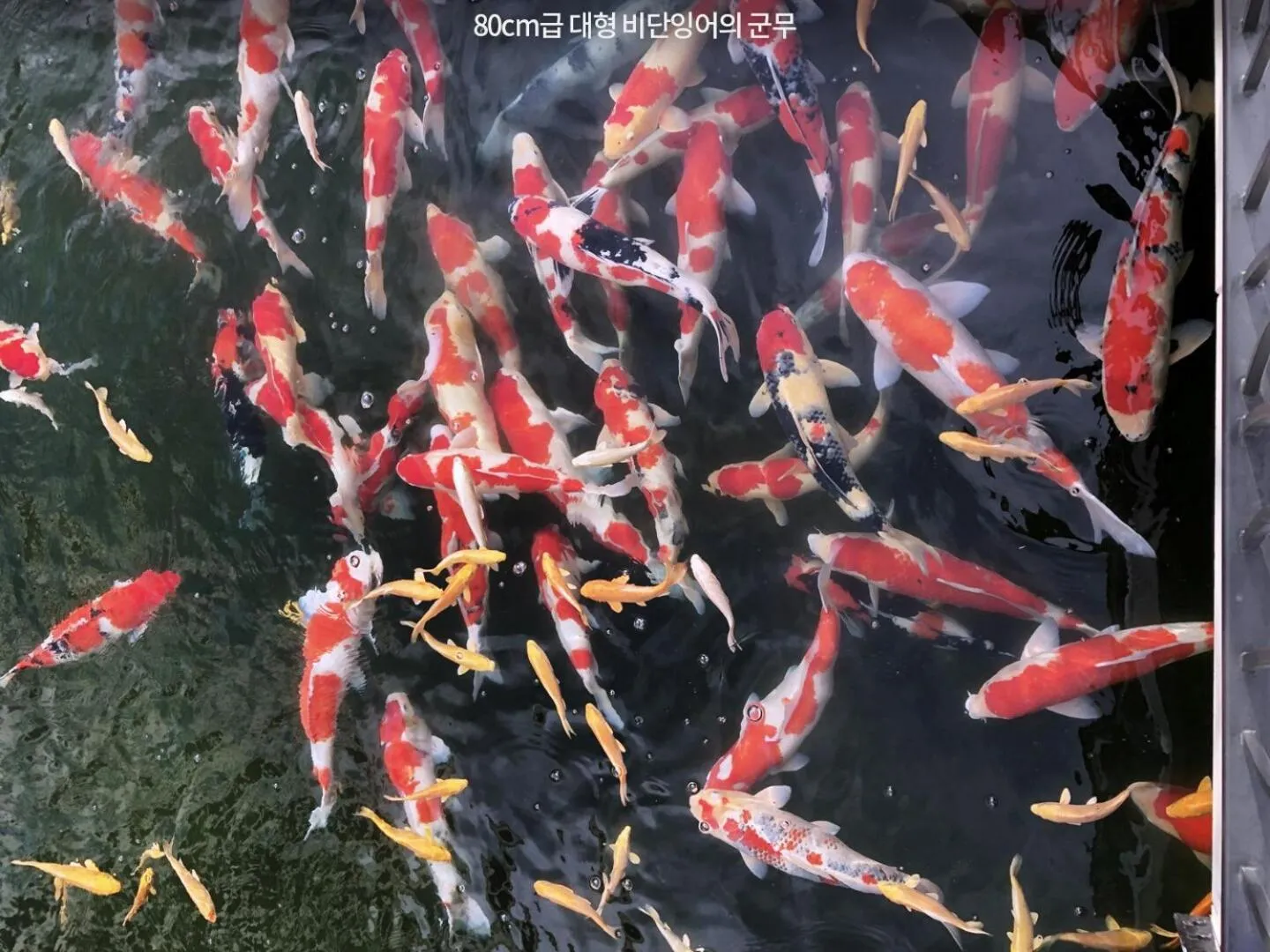 Pine Forest Jeongseon Alpine Resort