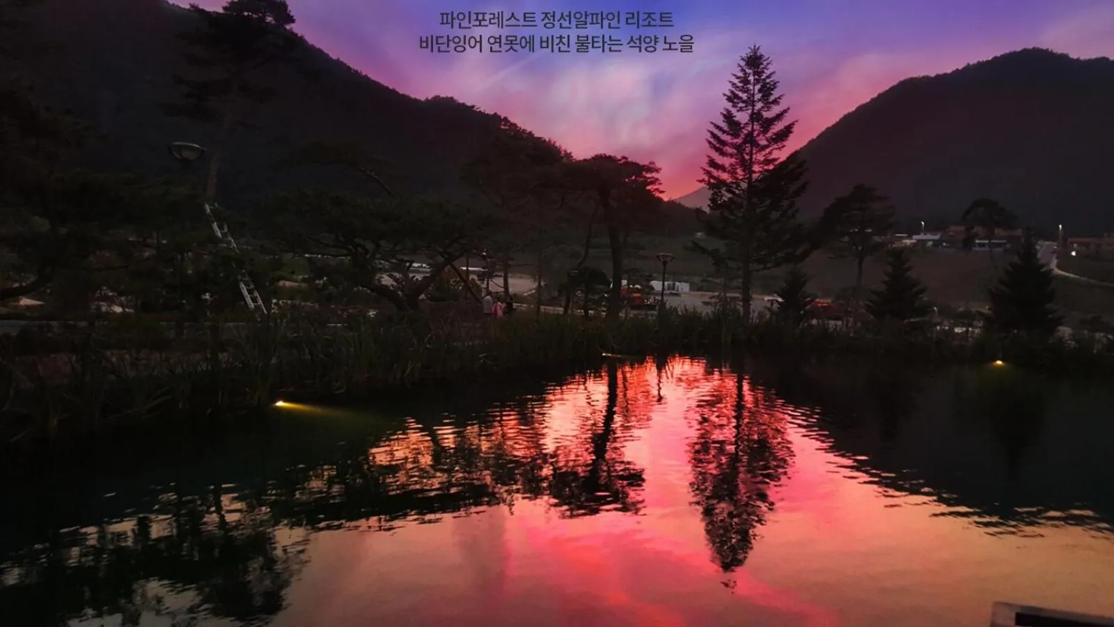 Pine Forest Jeongseon Alpine Resort