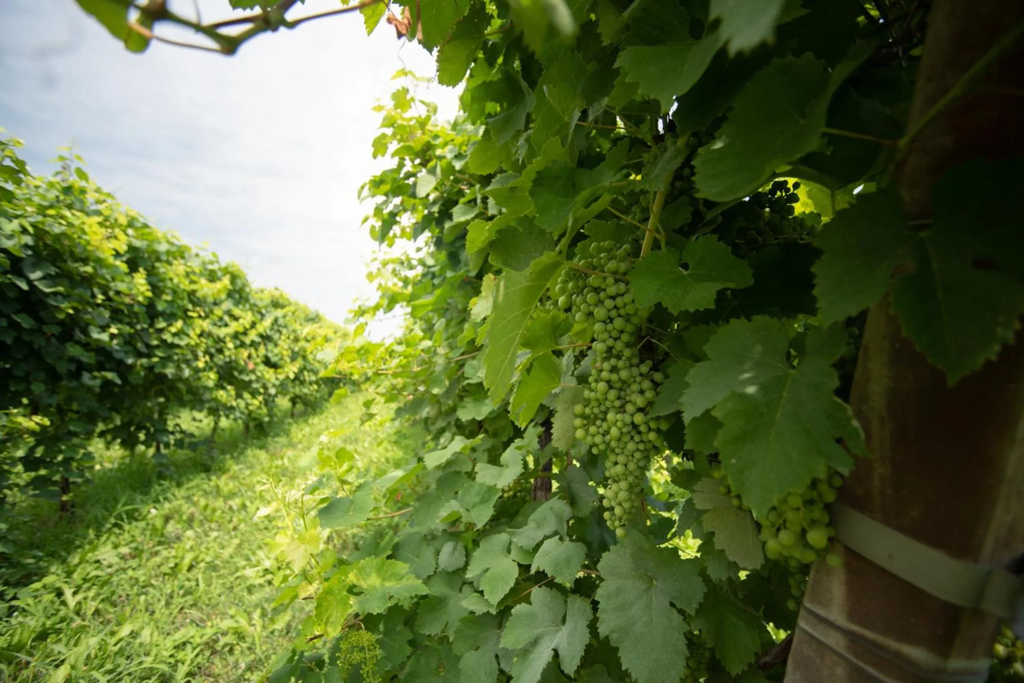 Regina nel cuore del Veneto