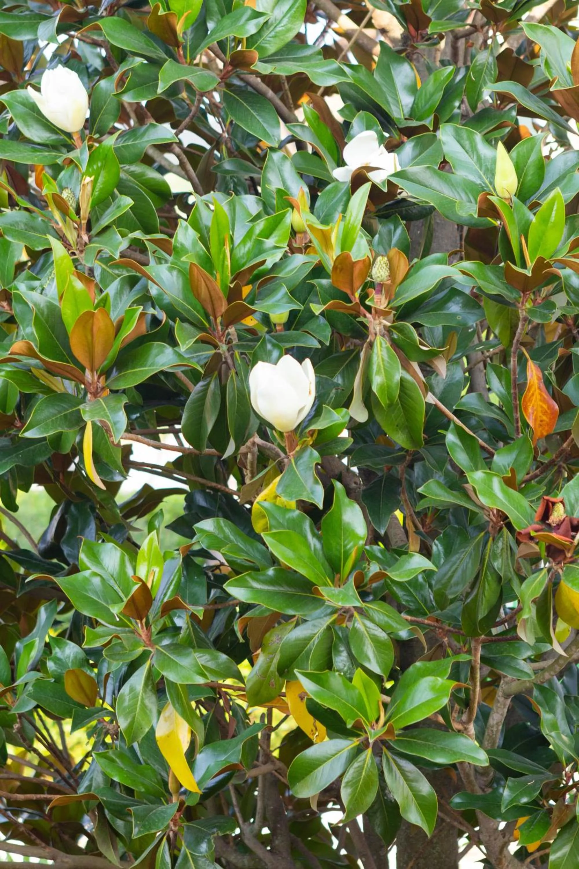 Garden view in La bicicletta Rossa B&B