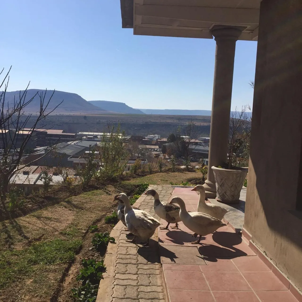 Animals in Noble Hearts Bed & Breakfast