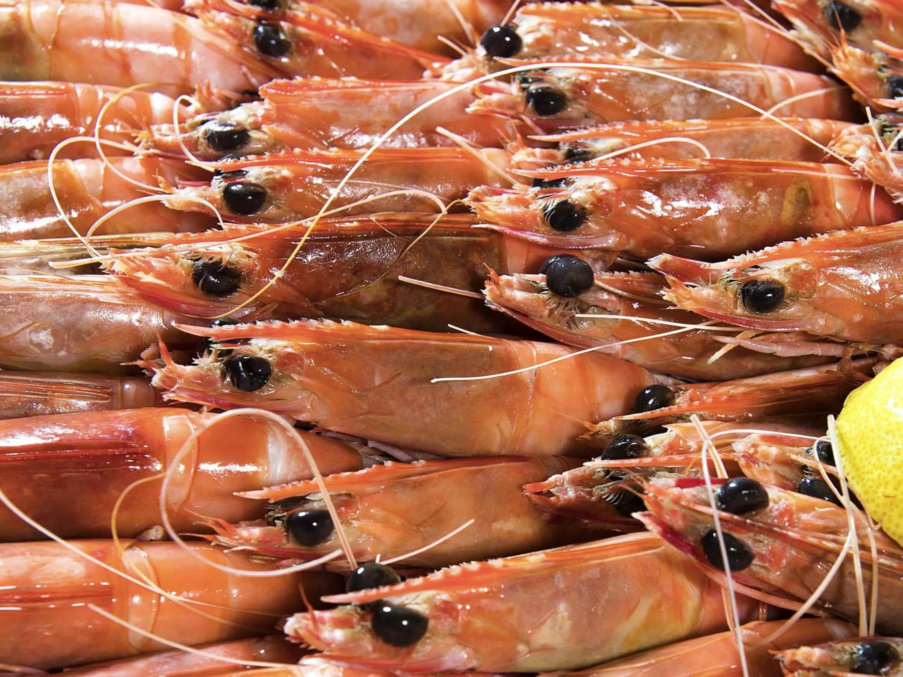 Restaurant/places to eat in Novotel Surfers Paradise